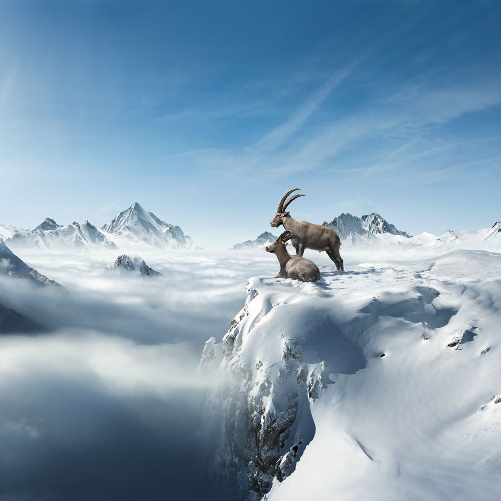 Steinbock, Alpen, Schnee, Nebelmeer, Gipfel, Hintergrundbild für iPad und Tablet