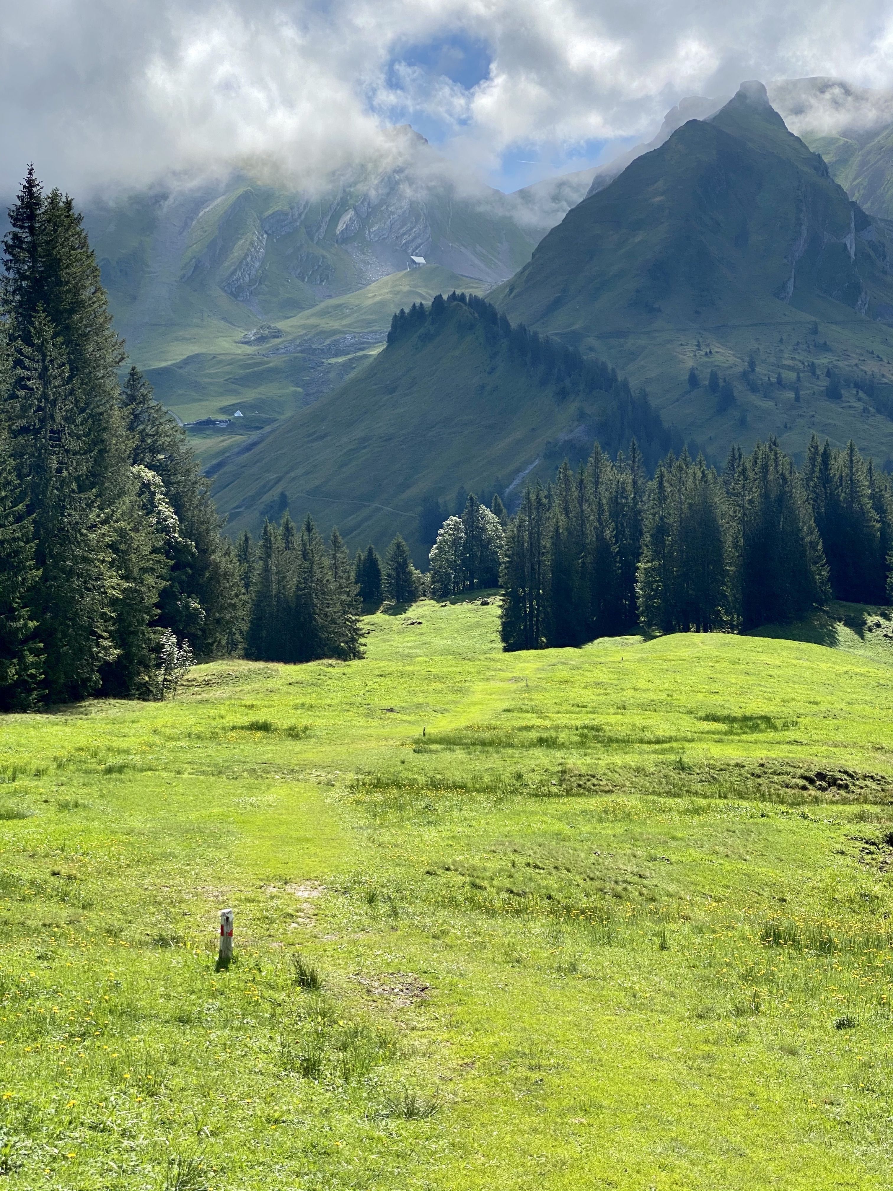 Almwiese, Berggipfel, Nadelwald, Wolken, Grün, QHD+, Hintergrundbild fürs Tablet