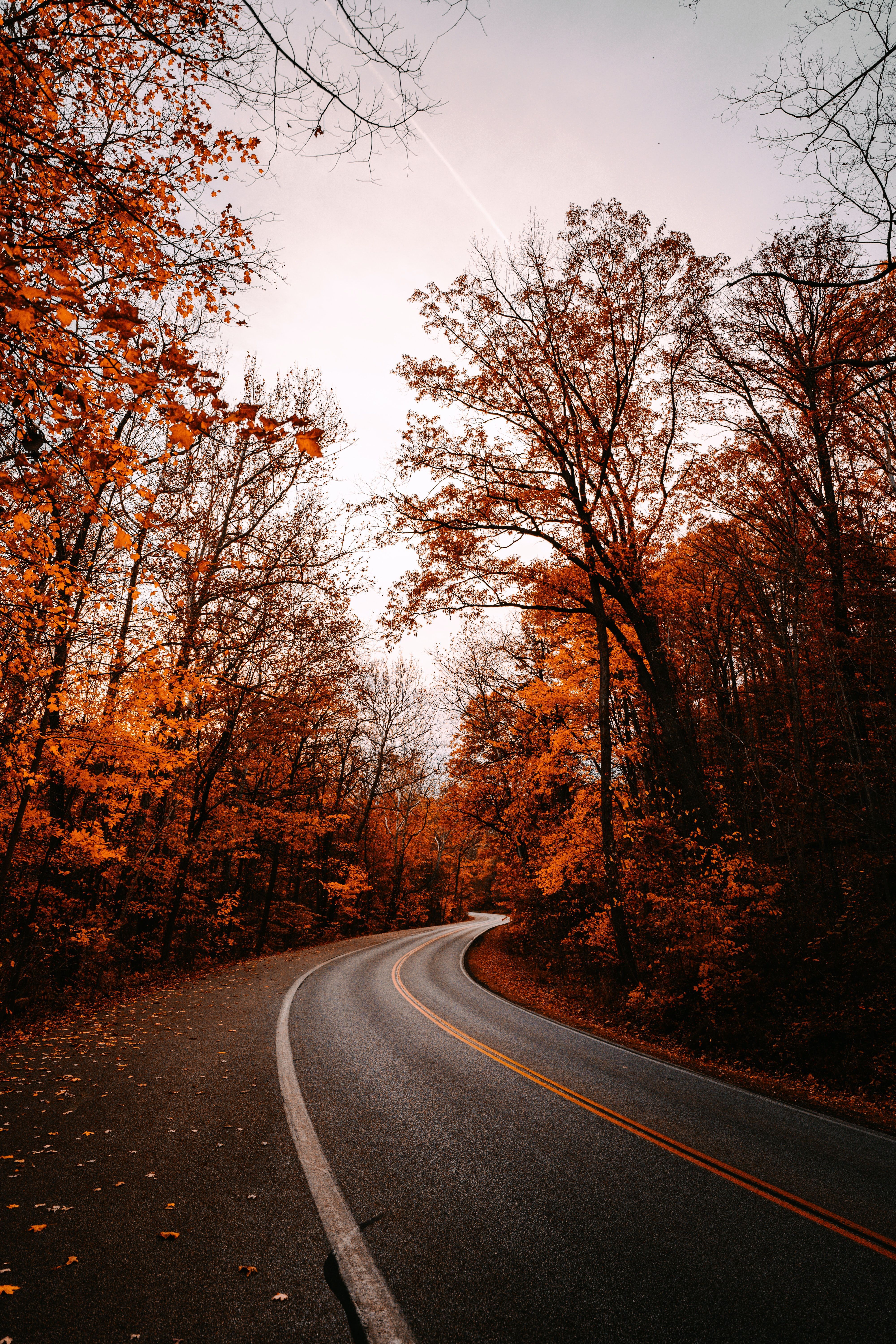 Kurvige Straße, Herbstwald, Bäume, Asphalt, QHD+, Handy-Hintergrund im Hochformat