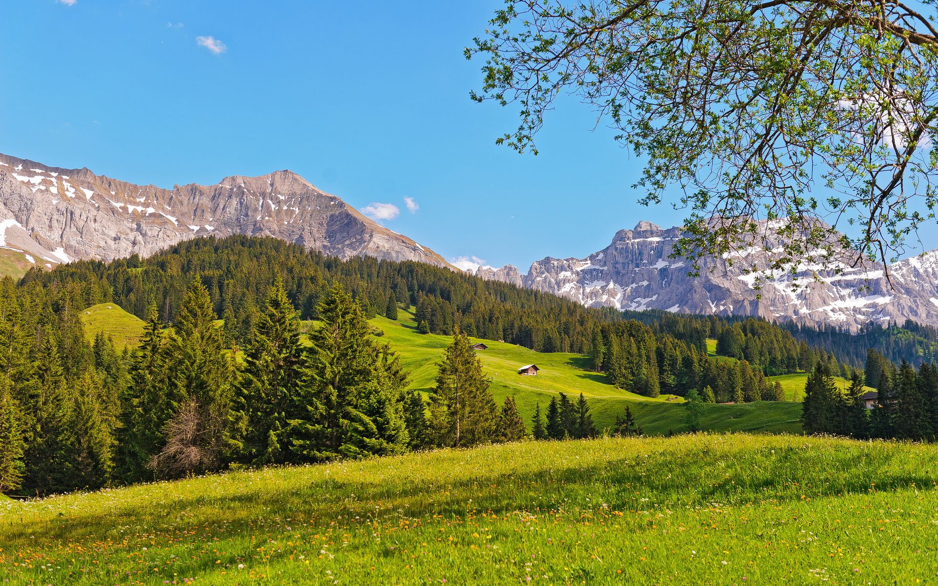 Alm, Alpen, Nadelwald, Sommer, Blauer Himmel, 16:10, Full-HD-Hintergrundbild für den Desktop