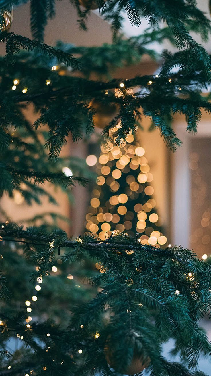 Tannenzweige, Bokeh, Lichter, Grüntöne, Innenraum, Hintergrundbild für iPhone und Android