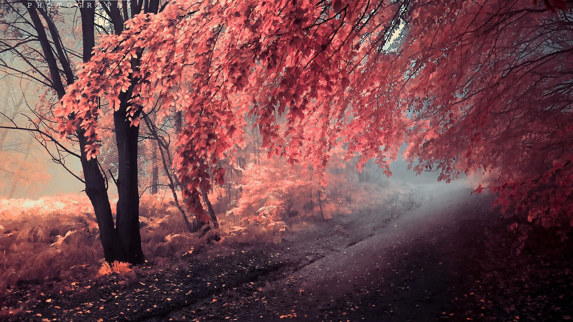Rotes Laub, Baum, Nebel, Waldweg, 1920x1080, Full-HD-Hintergrundbild für PC