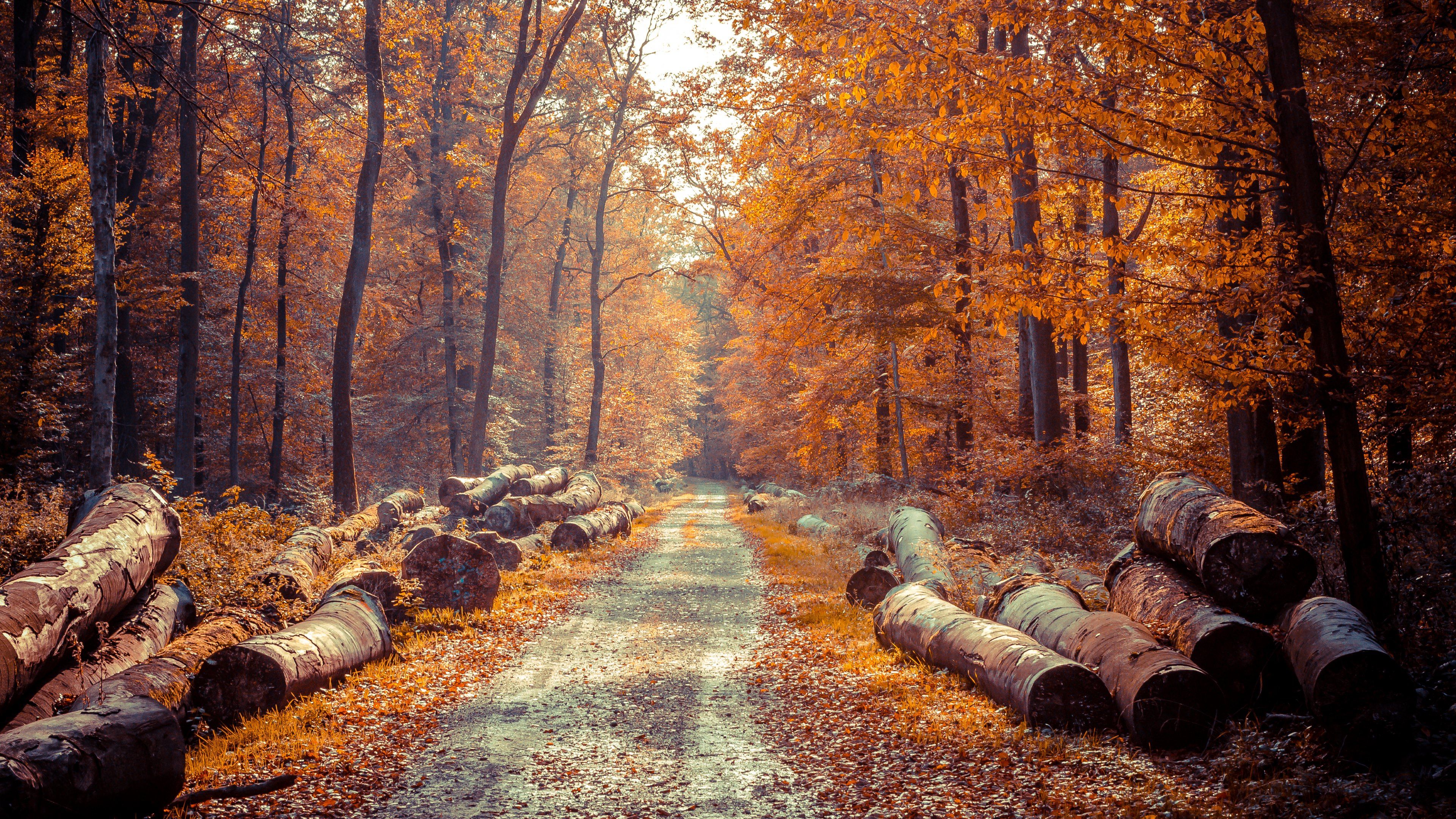 Waldweg, Holzstämme, Herbstwald, Laub, 3840x2160, 4K-Hintergrundbild für PC