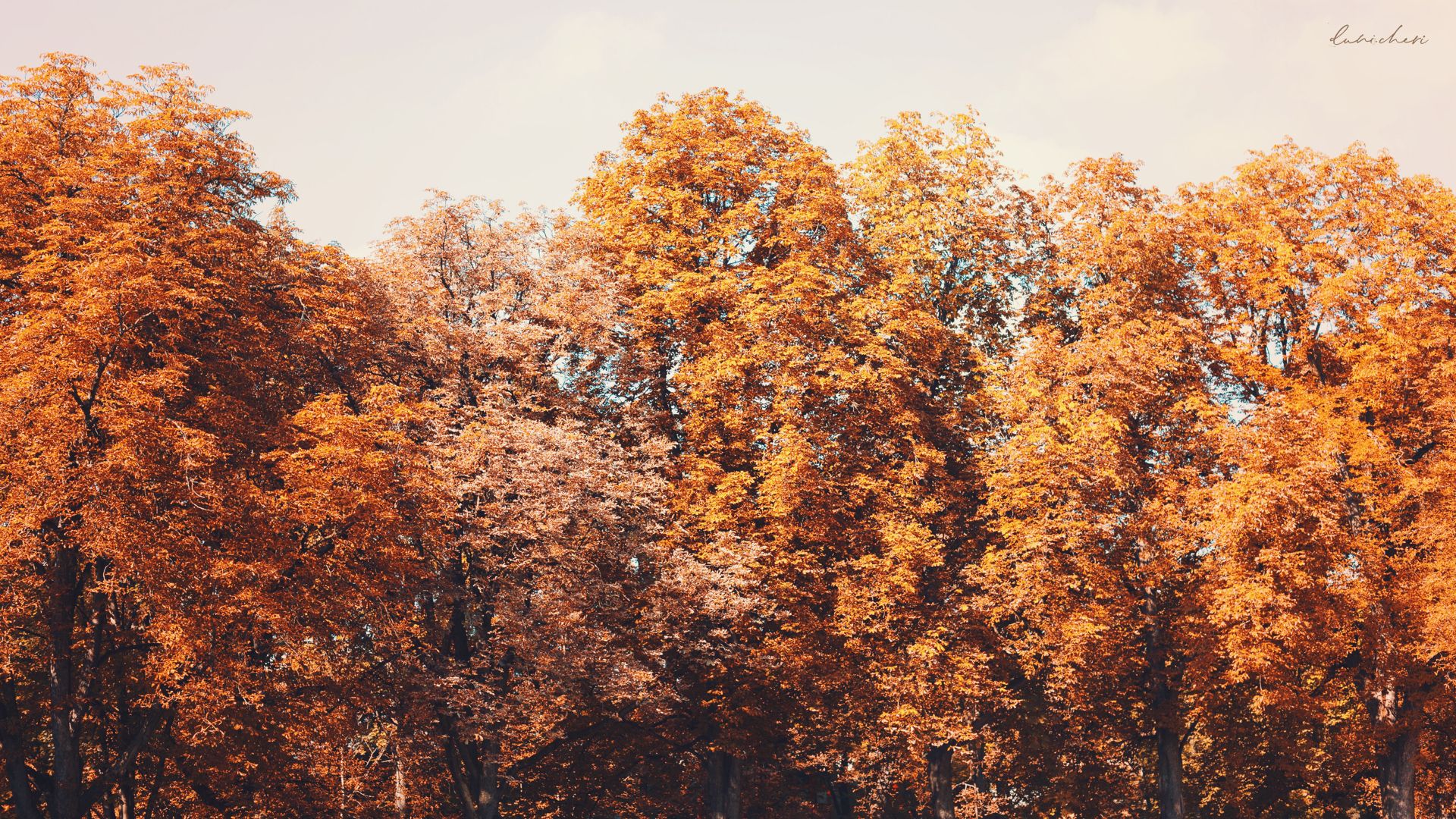 Baumkronen, Herbstwald, Orange, Panorama, 16:9, Full-HD-Hintergrundbild für den Desktop