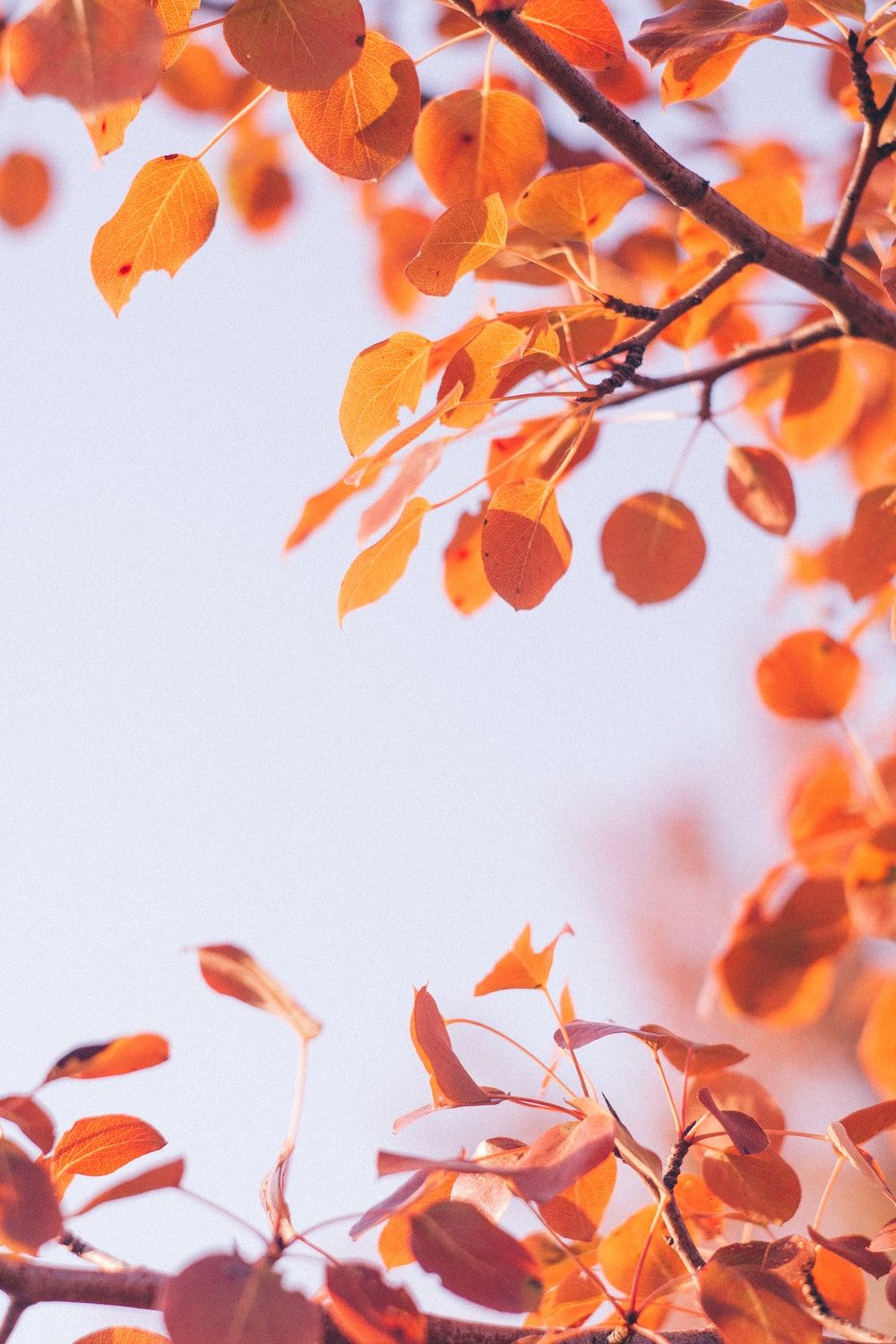 Herbstzweige, Orange Blätter, Heller Himmel, Bokeh, Hintergrundbild für iPhone und Android