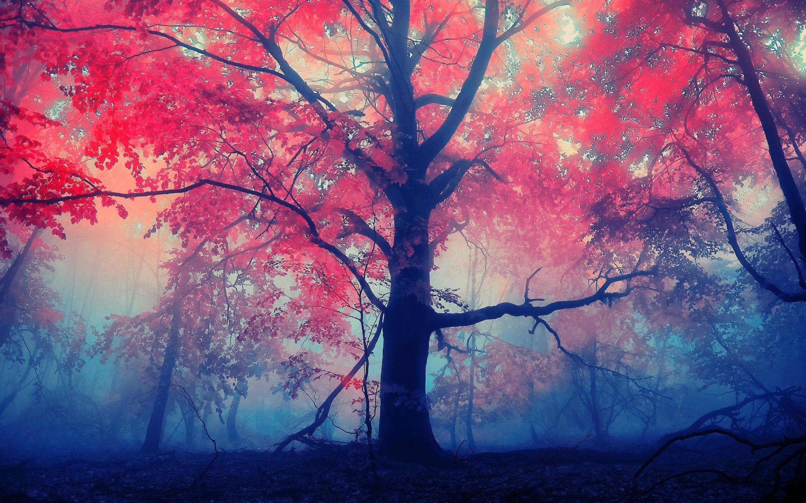 Baum, Pinke Blätter, Nebel, Blaue Töne, Märchenhaft, 16:10, 2K-Hintergrundbild für den Desktop