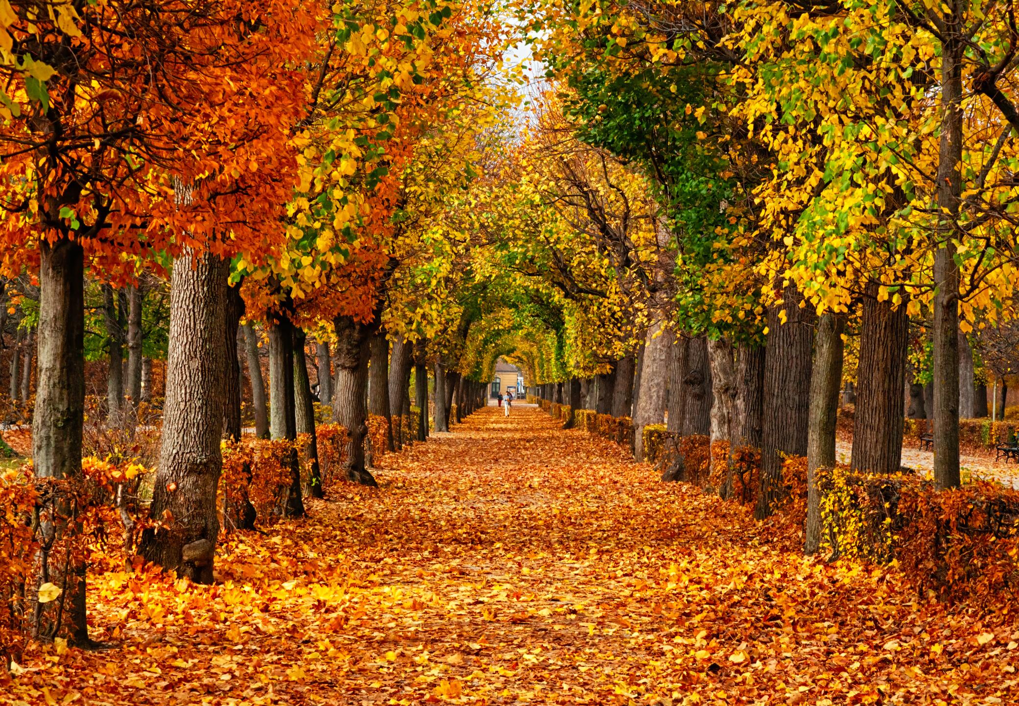 Allee, Laubteppich, Park, Bunte Bäume, Full HD, Desktop-Hintergrund für Windows