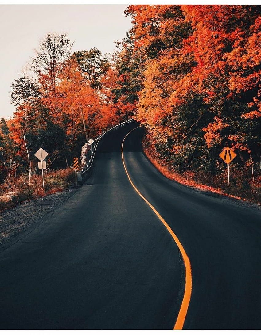 Kurvige Straße, Herbstbäume, Asphalt, Straßenmarkierung, HD, Tablet-Hintergrund