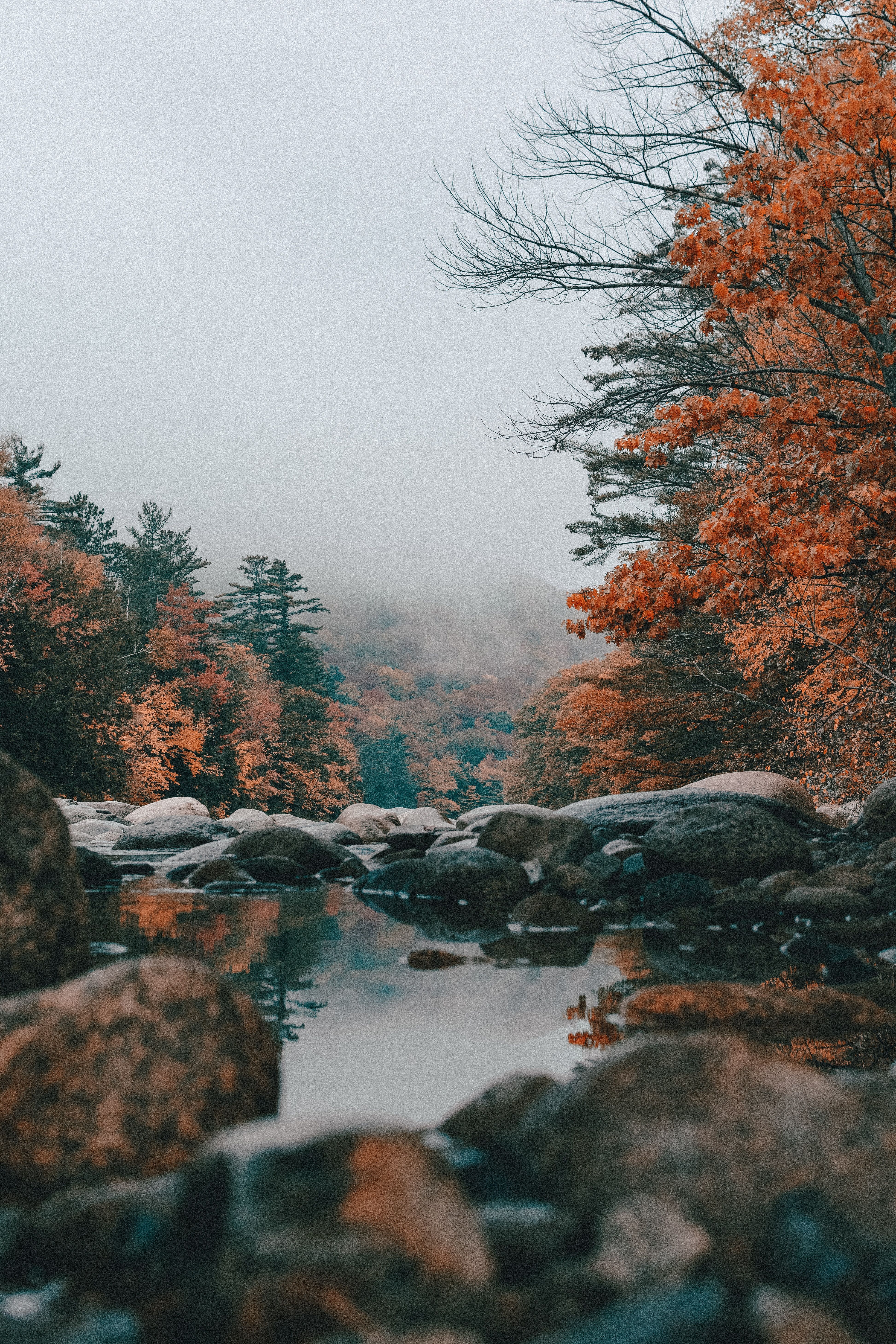 Fluss, Felsen, Herbstwald, Nebel, QHD+, Hintergrundbild fürs Handy