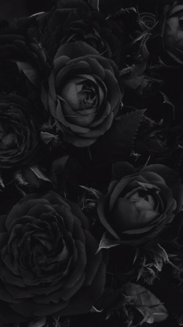 Schwarze Rosen, Blumen, Dunkel, Monochrom, HD, Sperrbildschirm fürs iPhone