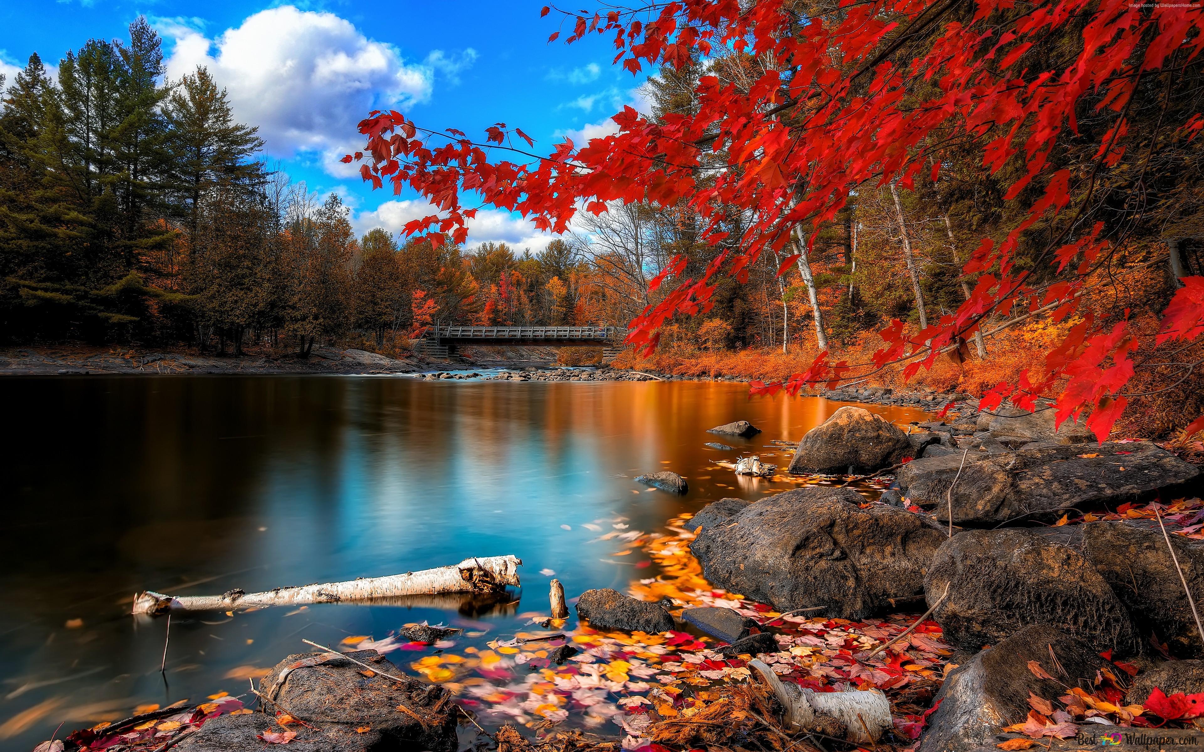 Fluss, Rote Bäume, Steine, Blauer Himmel, Herbstlandschaft, 4K, Laptop-Hintergrundbild