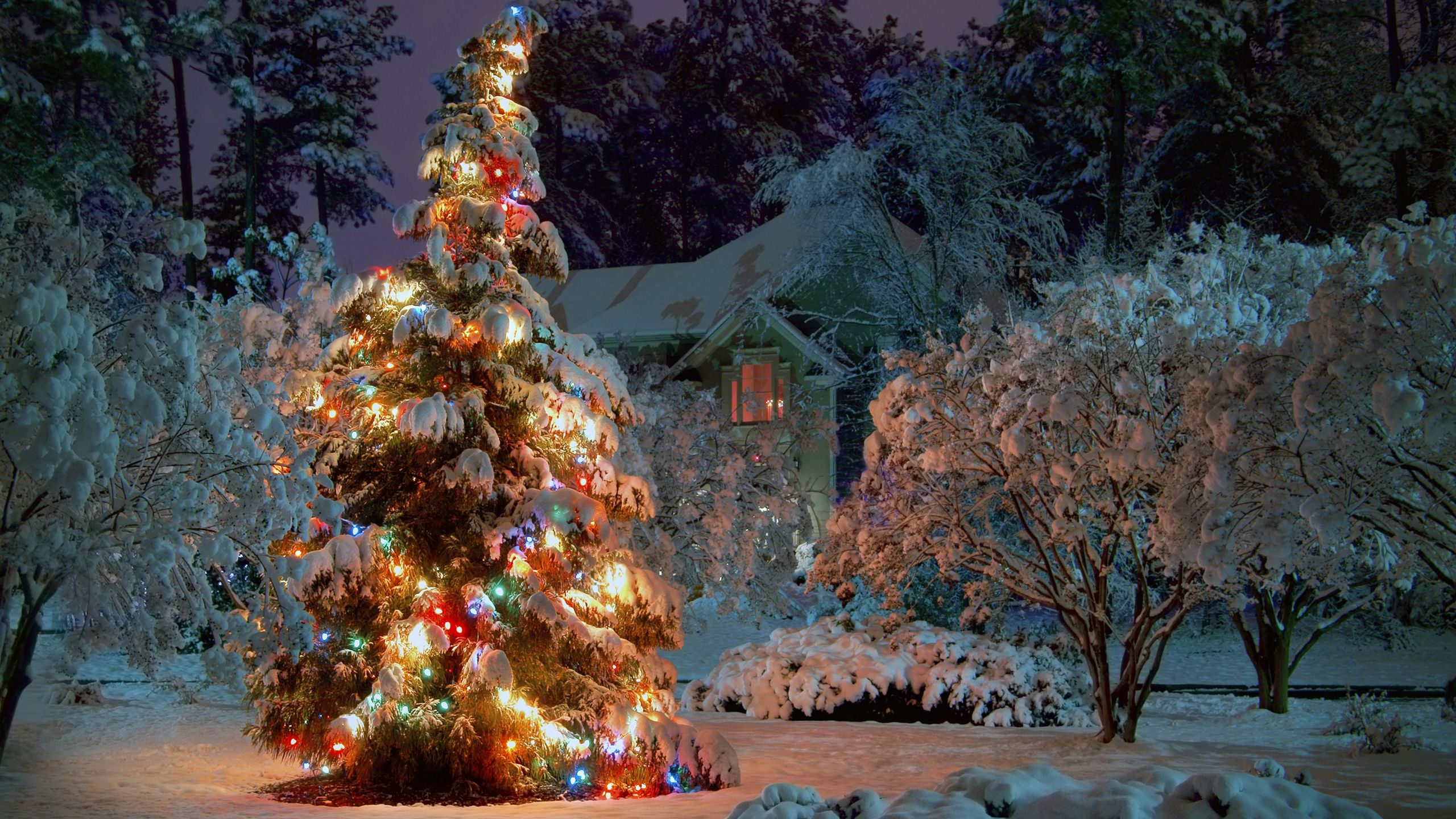 Christbaum, Lichterketten, Verschneiter Garten, Nacht, Schnee, 2K-Hintergrundbild für PC