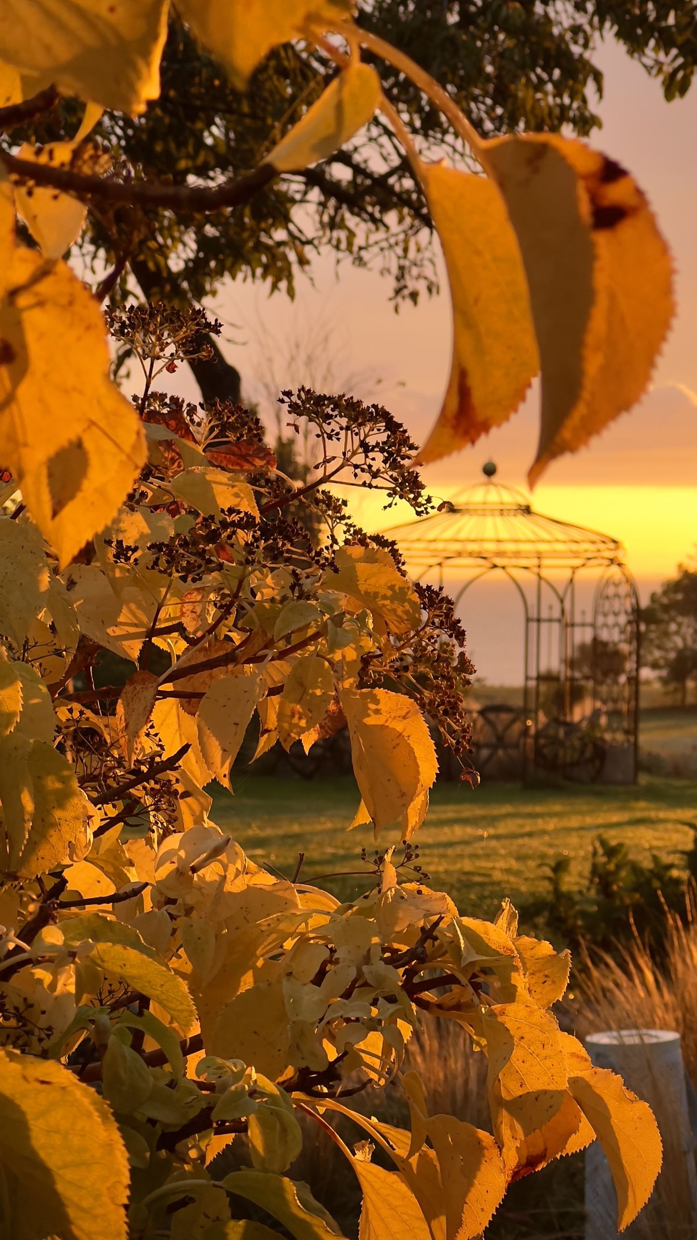 Gelbe Blätter, Gegenlicht, Garten, Zweige, Full HD, Sperrbildschirm fürs iPhone
