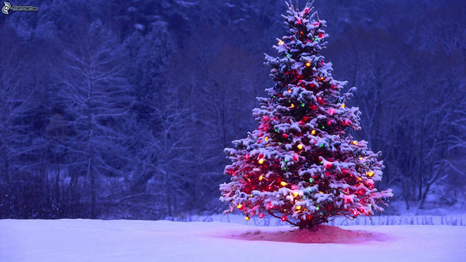Verschneiter Baum, Lichterketten, Wald, Winternacht, Lila Töne, Full HD, Desktop-Hintergrund