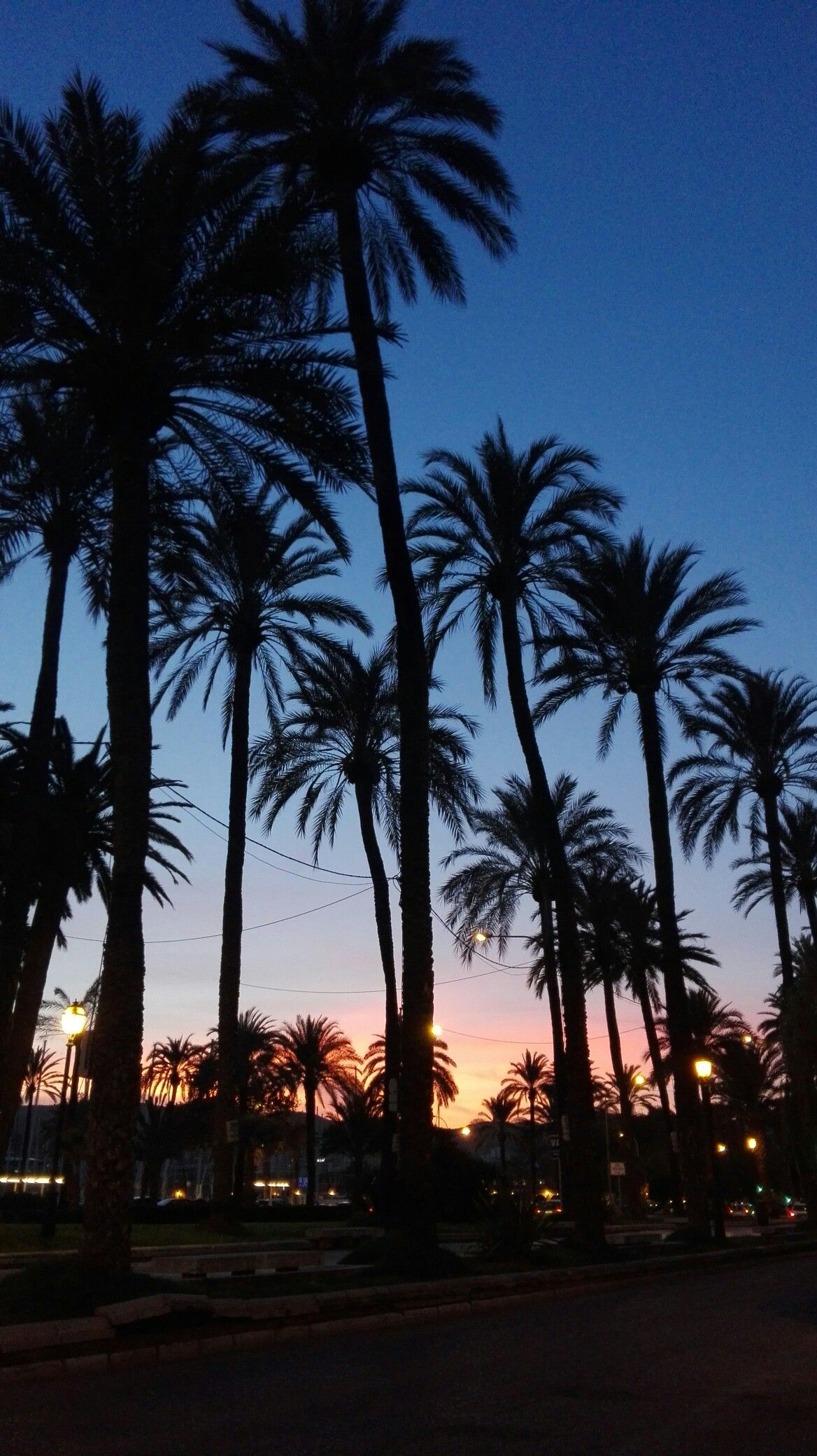 Palmen, Silhouette, Abenddämmerung, Mallorca, Blauer Himmel, Hintergrundbild fürs Handy