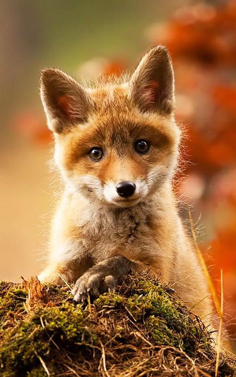 Fuchswelpe, Rotfuchs, Herbst, Moos, Jungtier, Hochformat, Hintergrundbild fürs Smartphone