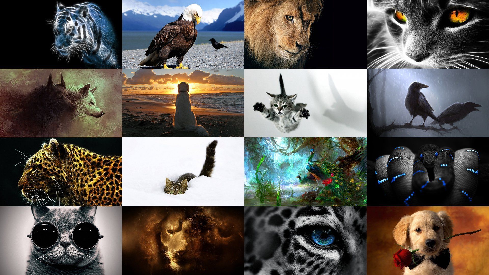 Collage, Weißkopfseeadler, Löwe, Katze, Welpe, Wildtiere, Full-HD-Hintergrundbild für PC