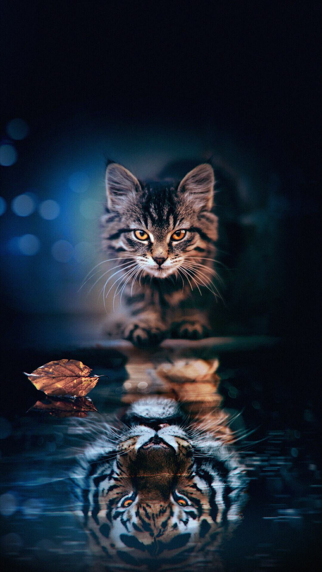 Kätzchen, Spiegelung, Tiger, Fisch, Digitale Kunst, Full HD, Hintergrundbild fürs Handy