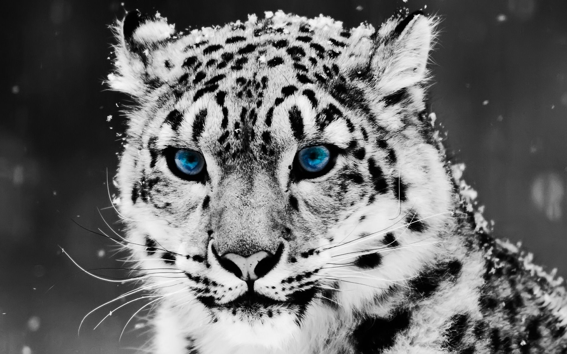 Schneeleopard, Blaue Augen, Schwarz-Weiß, Nahaufnahme, Raubkatze, Full HD, PC-Hintergrundbild