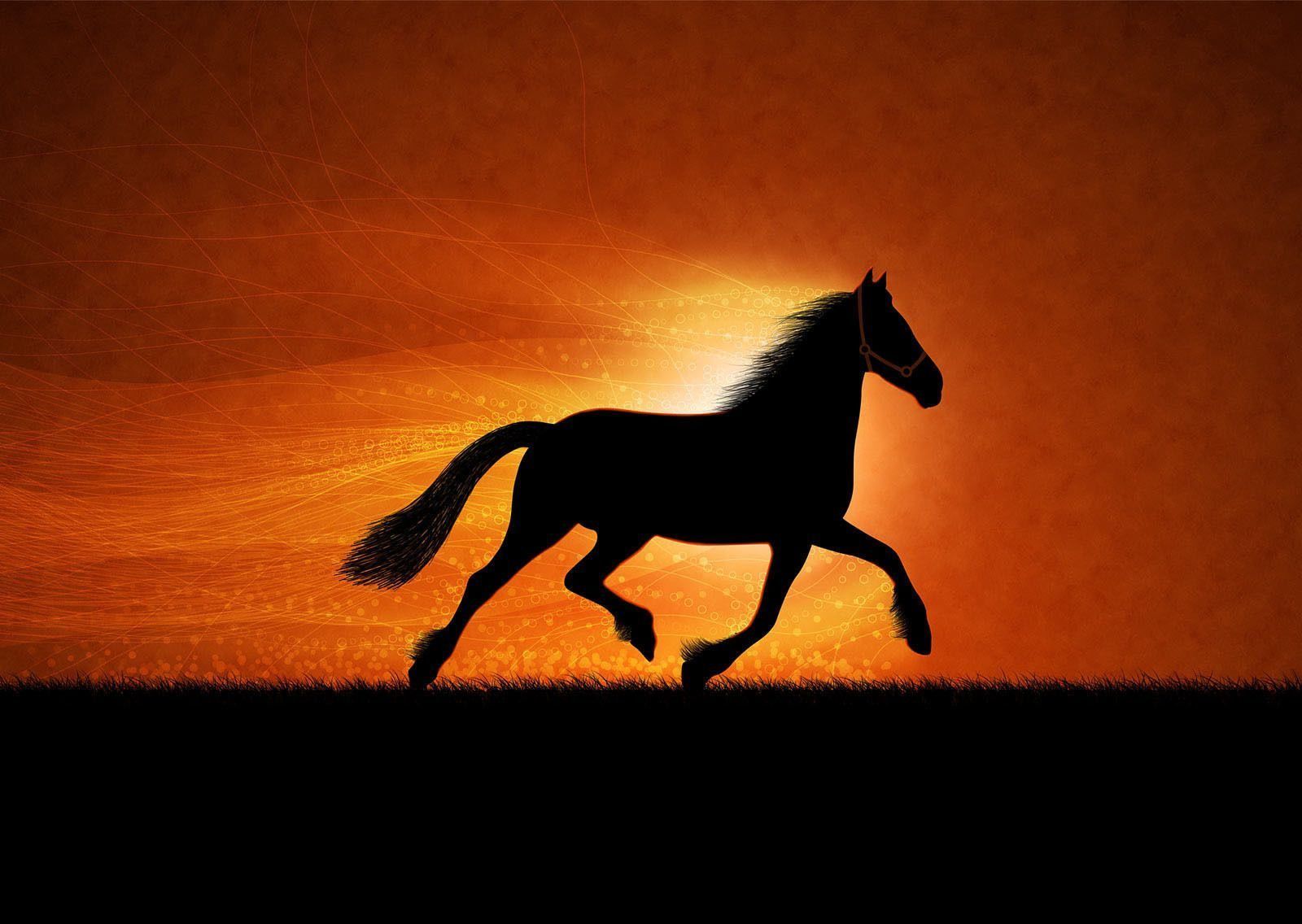 Pferd, Silhouette, Sonnenuntergang, Galopp, Orange Himmel, HD-Hintergrundbild für PC