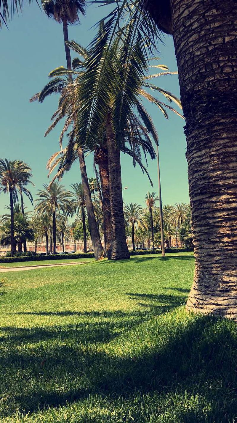 Palmen, Park, Rasen, Mallorca, Sonnig, Hochformat, Hintergrundbild fürs Smartphone