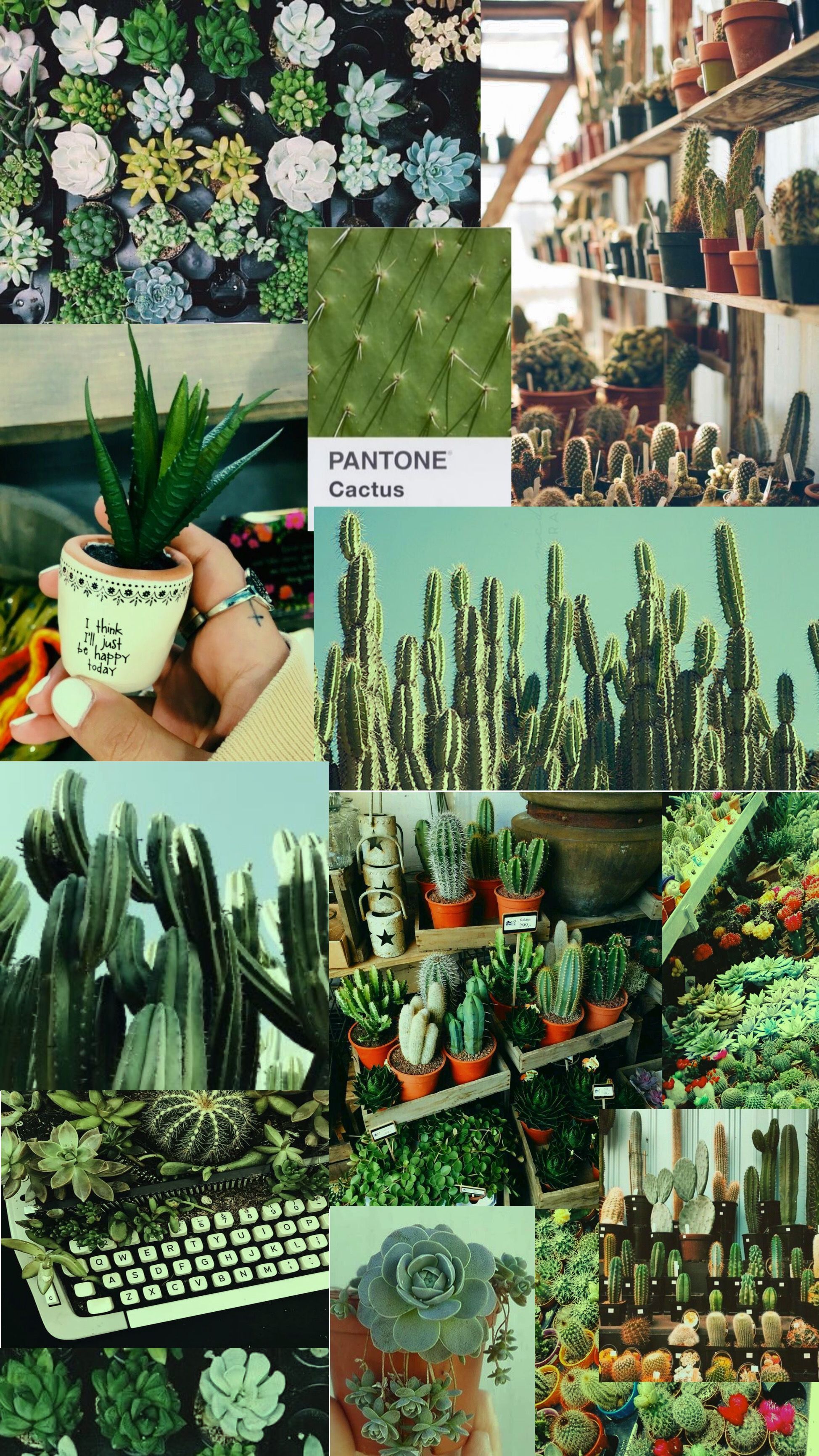 Kakteen, Collage, Grüne Ästhetik, Gewächshaus, Sukkulenten, QHD+, iPhone-Hintergrundbild