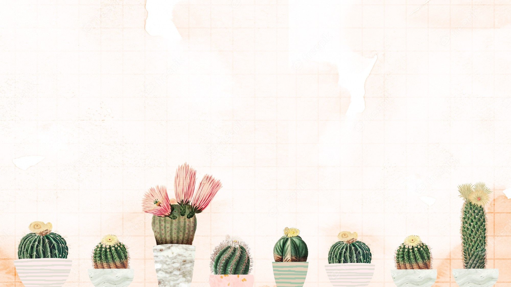 Topfkakteen, Kaktusblüten, Aquarell, Pfirsichfarben, Reihe, Full HD, Laptop-Hintergrundbild