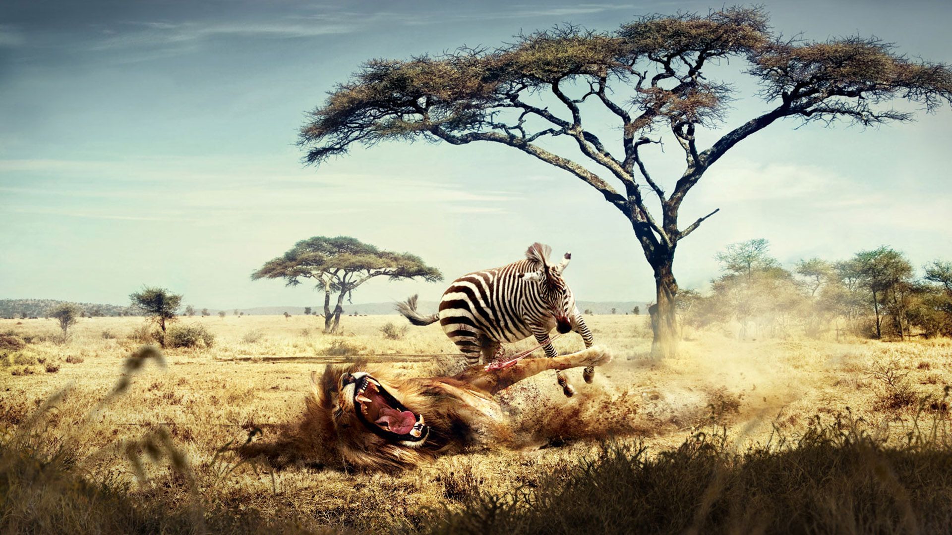 Löwe, Zebra, Jagd, Savanne, Akazie, Afrika, 16:9, Full-HD-Hintergrundbild für den Desktop