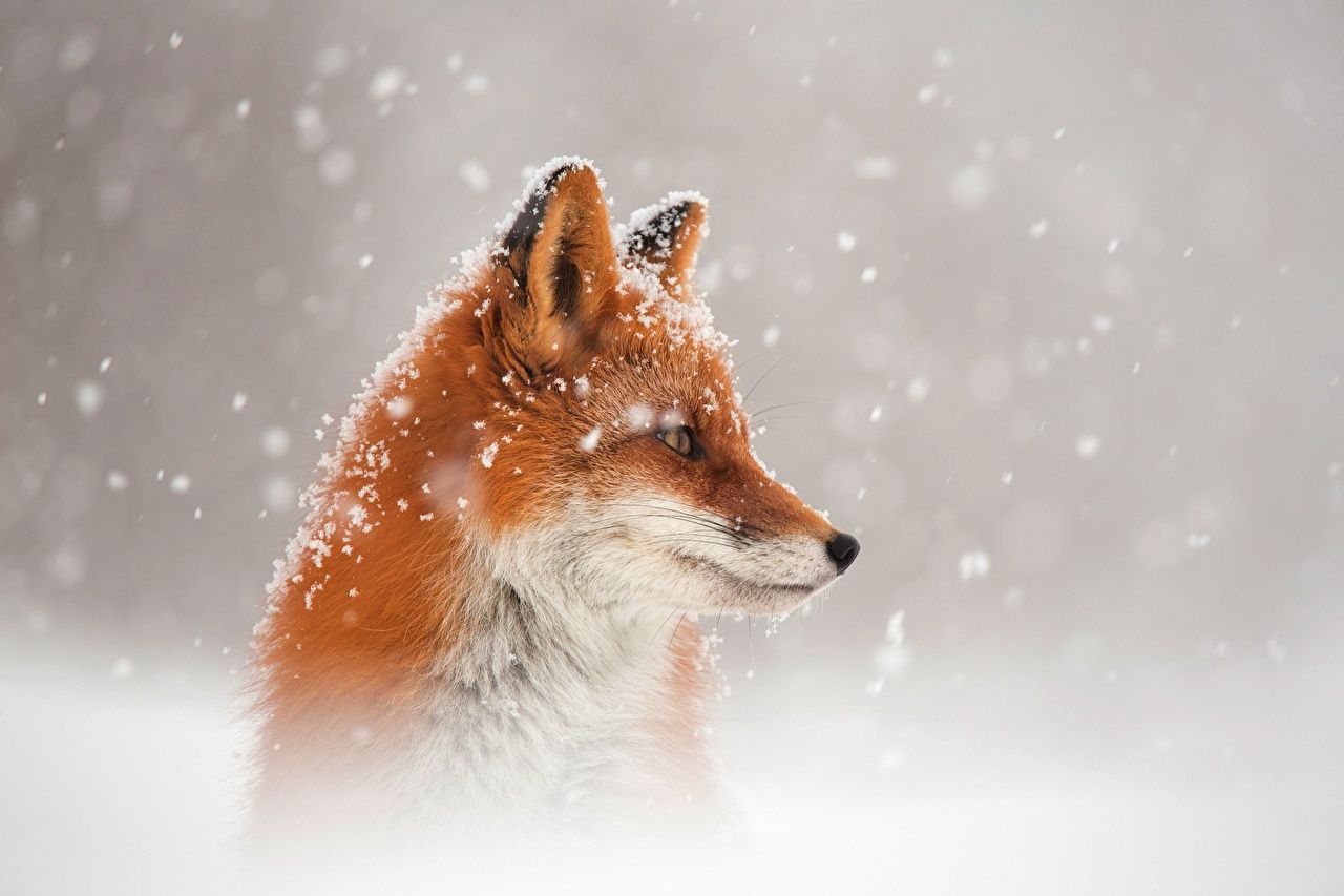 Rotfuchs, Schnee, Winter, Schneefall, Profil, HD, Hintergrundbild für den PC