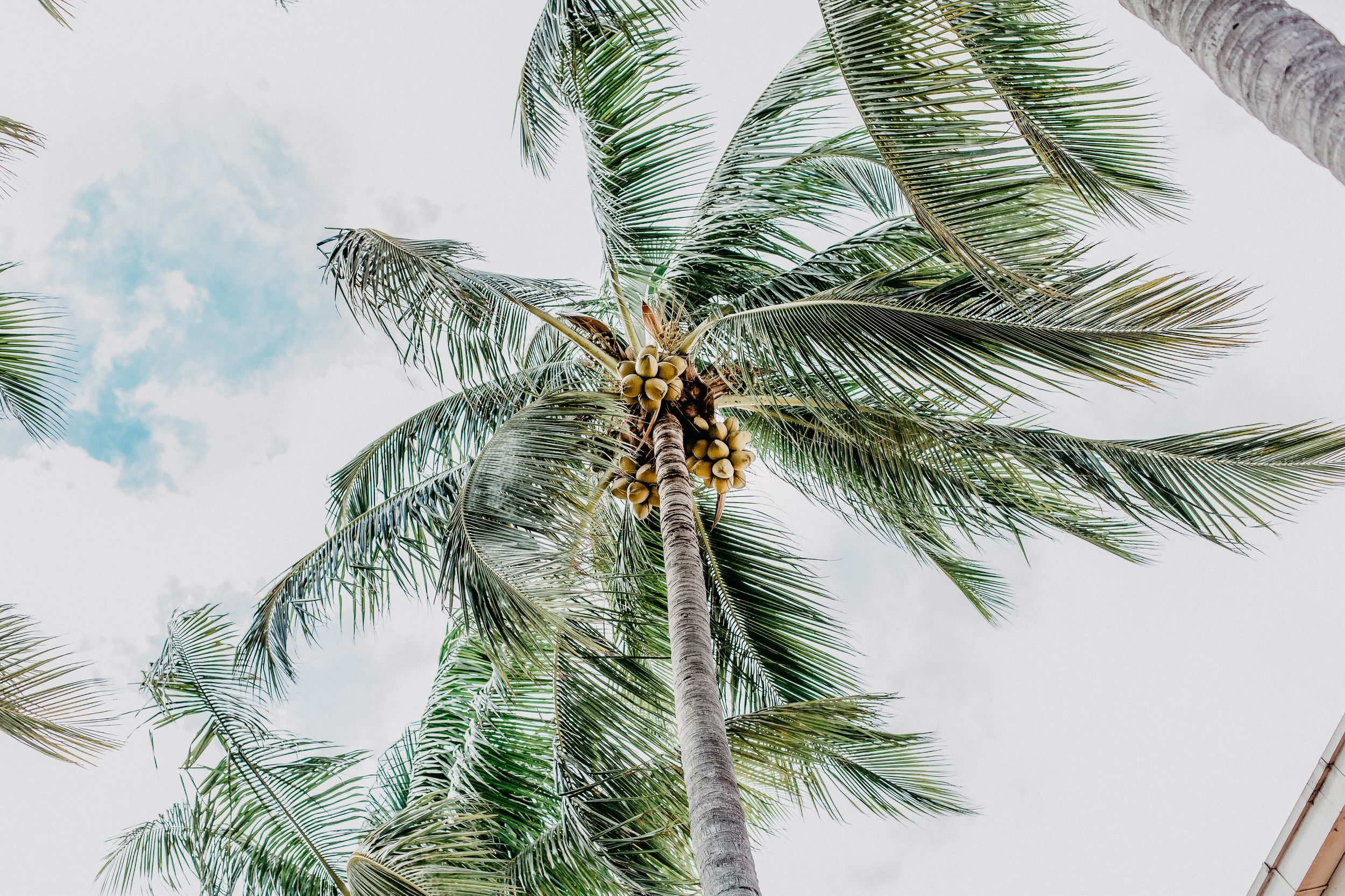 Palmen, Palmenwedel, Froschperspektive, Heller Himmel, Sommer, Full-HD-Hintergrundbild für PC