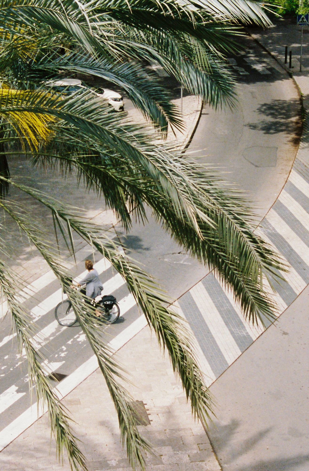 Palmenwedel, Zebrastreifen, Straße, Vogelperspektive, Sommer, Sperrbildschirm fürs iPhone