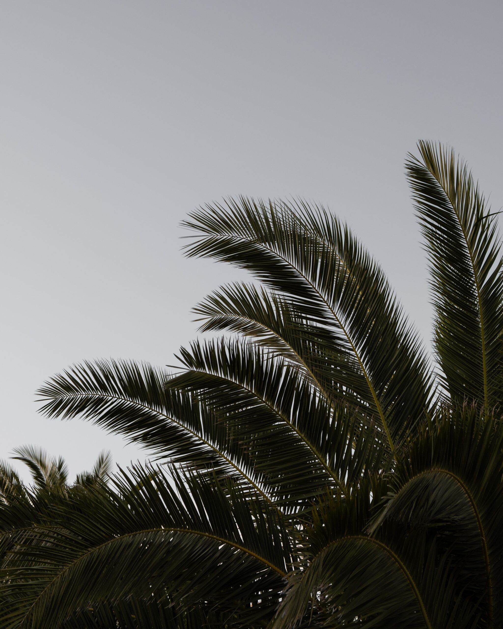 Palme, Palmenwedel, Grauer Himmel, Silhouette, Minimalismus, Hintergrundbild fürs Tablet