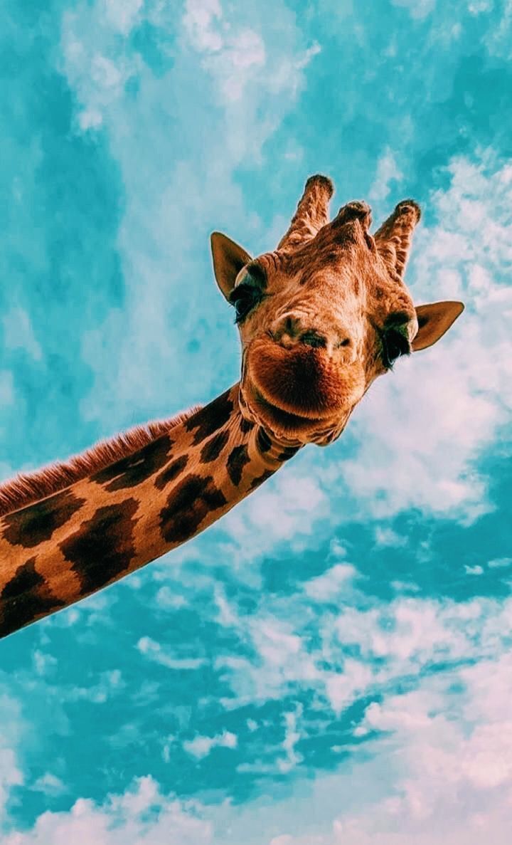 Giraffe, Himmel, Wolken, Türkis, Lustig, HD, Hintergrundbild fürs Handy