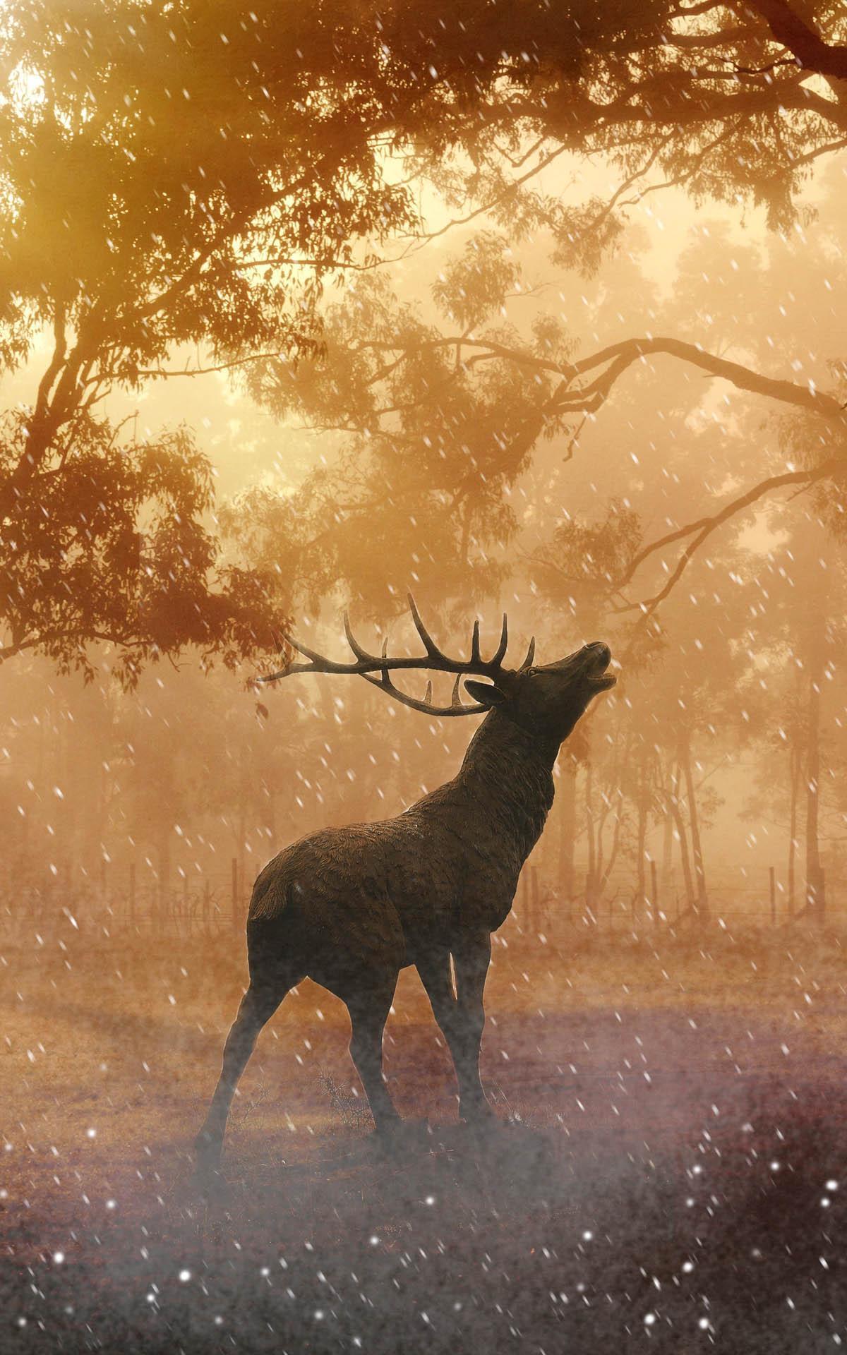 Hirsch, Geweih, Wald, Nebel, Goldenes Licht, Hintergrundbild für iPhone und Android