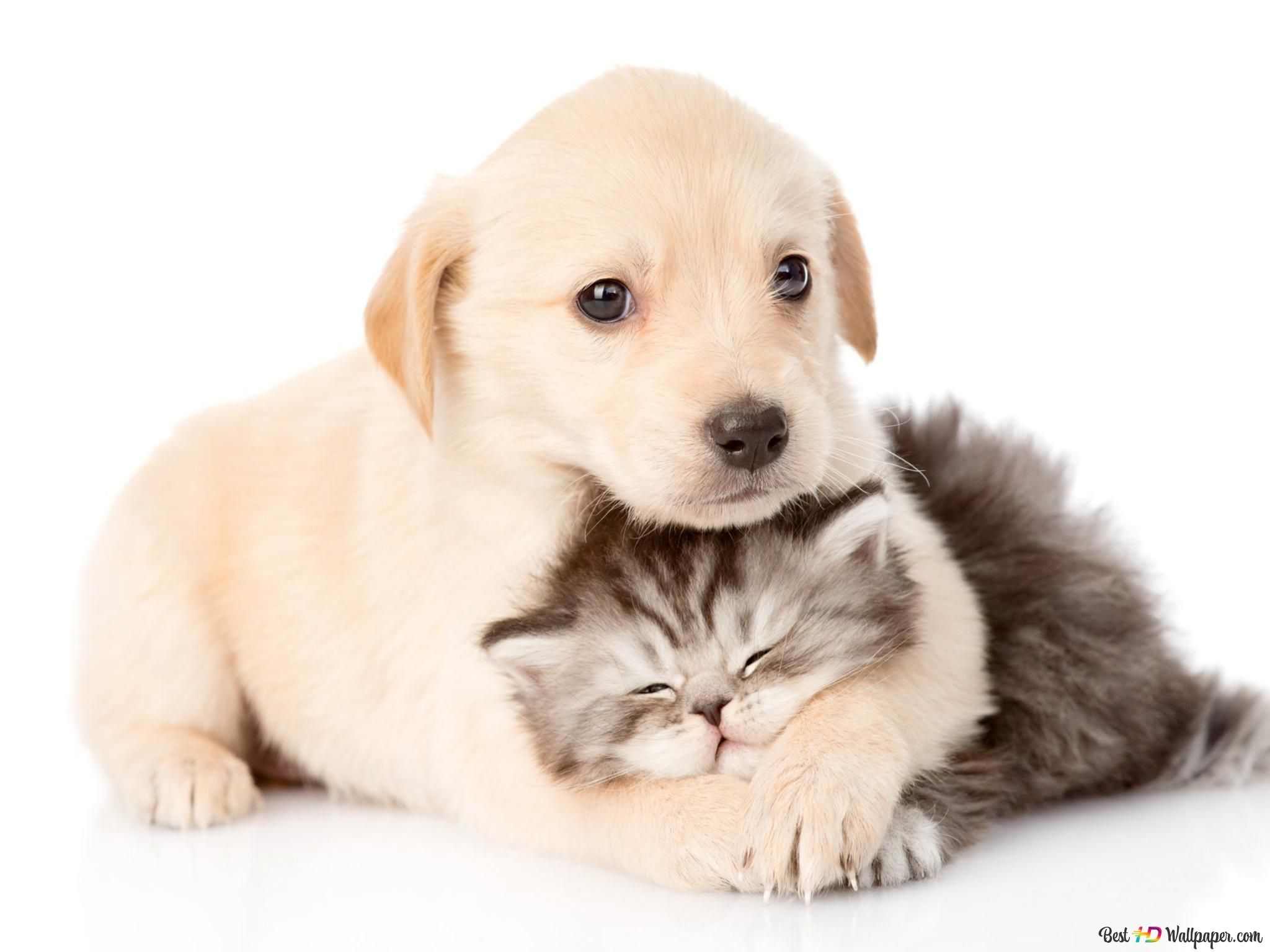 Welpe, Kätzchen, Freundschaft, Kuscheln, Weißer Hintergrund, Full HD Wallpaper