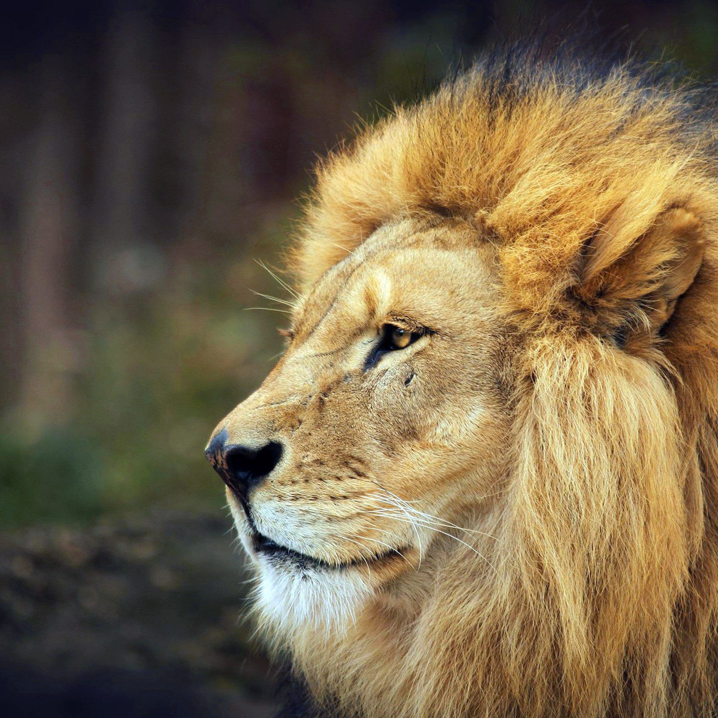 Löwe, Mähne, Profil, Porträt, König der Tiere, Full HD, iPad-Hintergrundbild