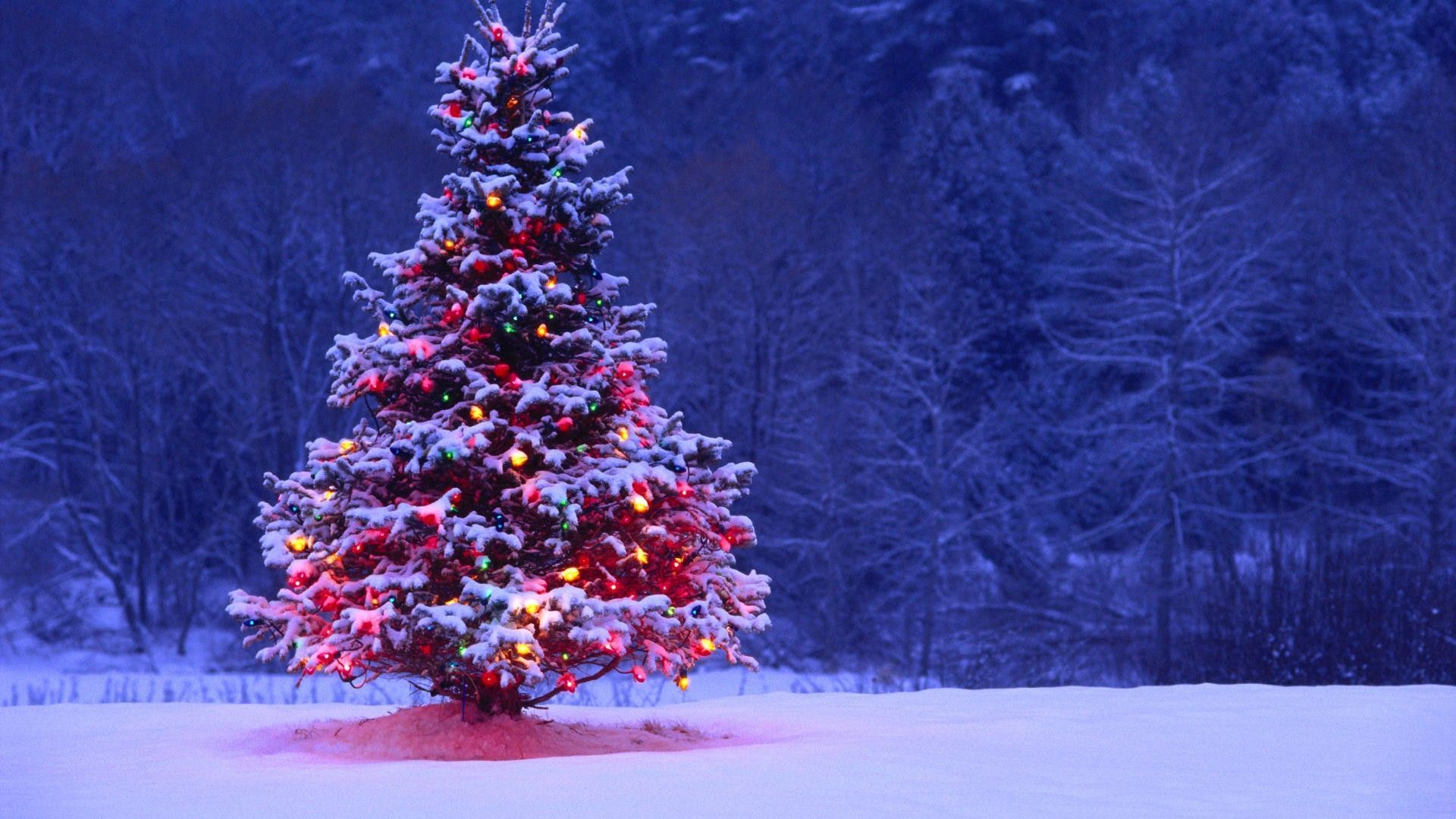 Weihnachtsbaum, Schnee, Winterwald, Lichter, Nacht, Blau, 1920x1080, Desktop-Hintergrund