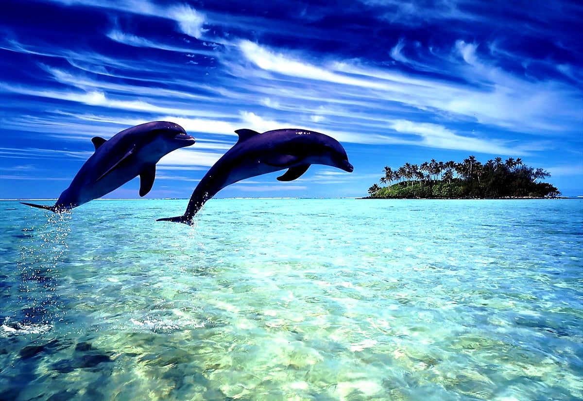 Delfine, Sprung, Meer, Insel, Türkises Wasser, Hintergrundbild