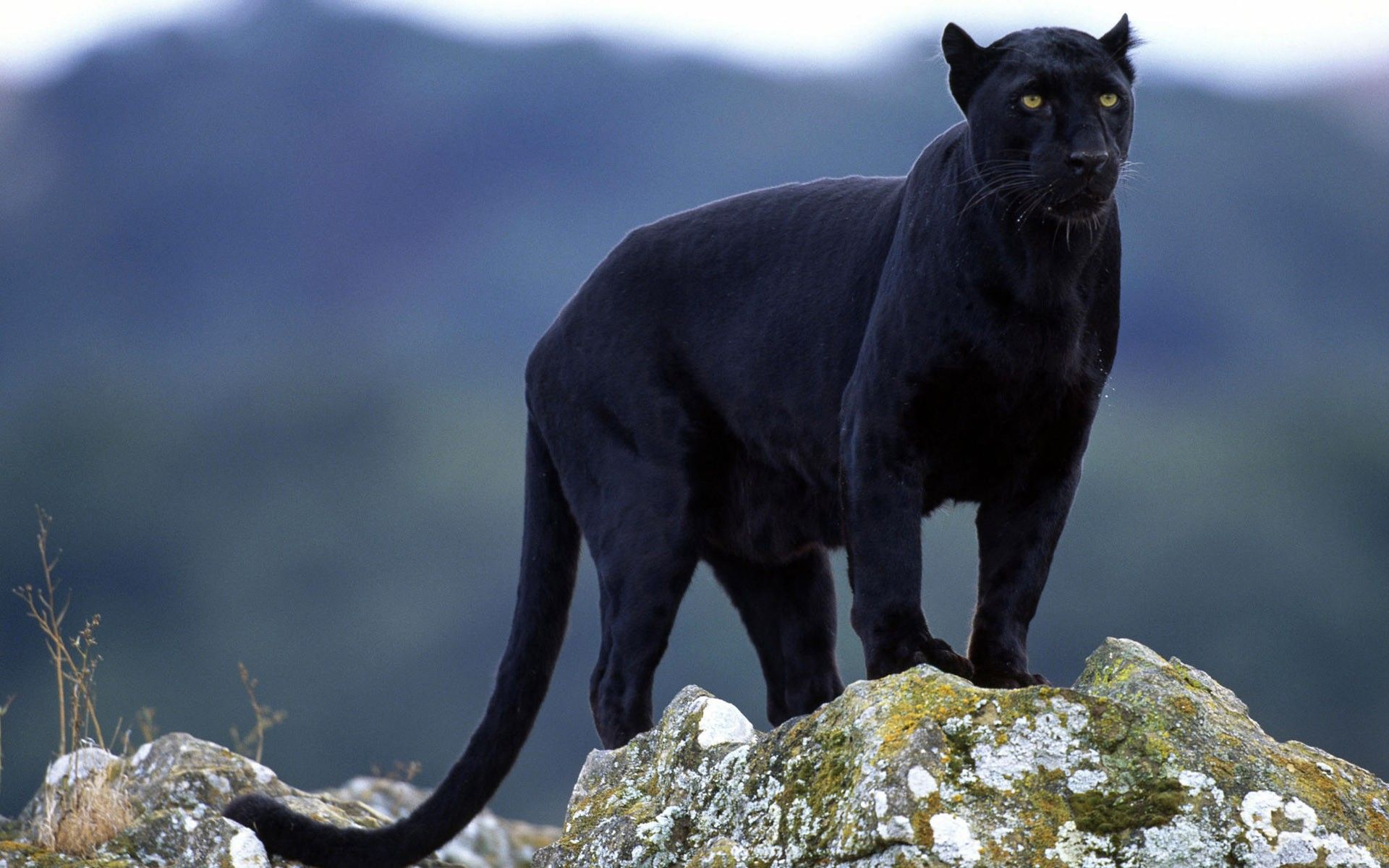 Schwarzer Panther, Felsen, Raubkatze, Wildnis, Berge, Full HD, Desktop-Hintergrund für Windows