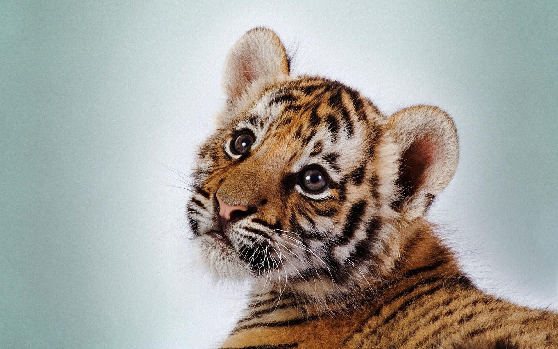 Tigerjunges, Nahaufnahme, Jungtier, Niedlich, Heller Hintergrund, Full HD Wallpaper