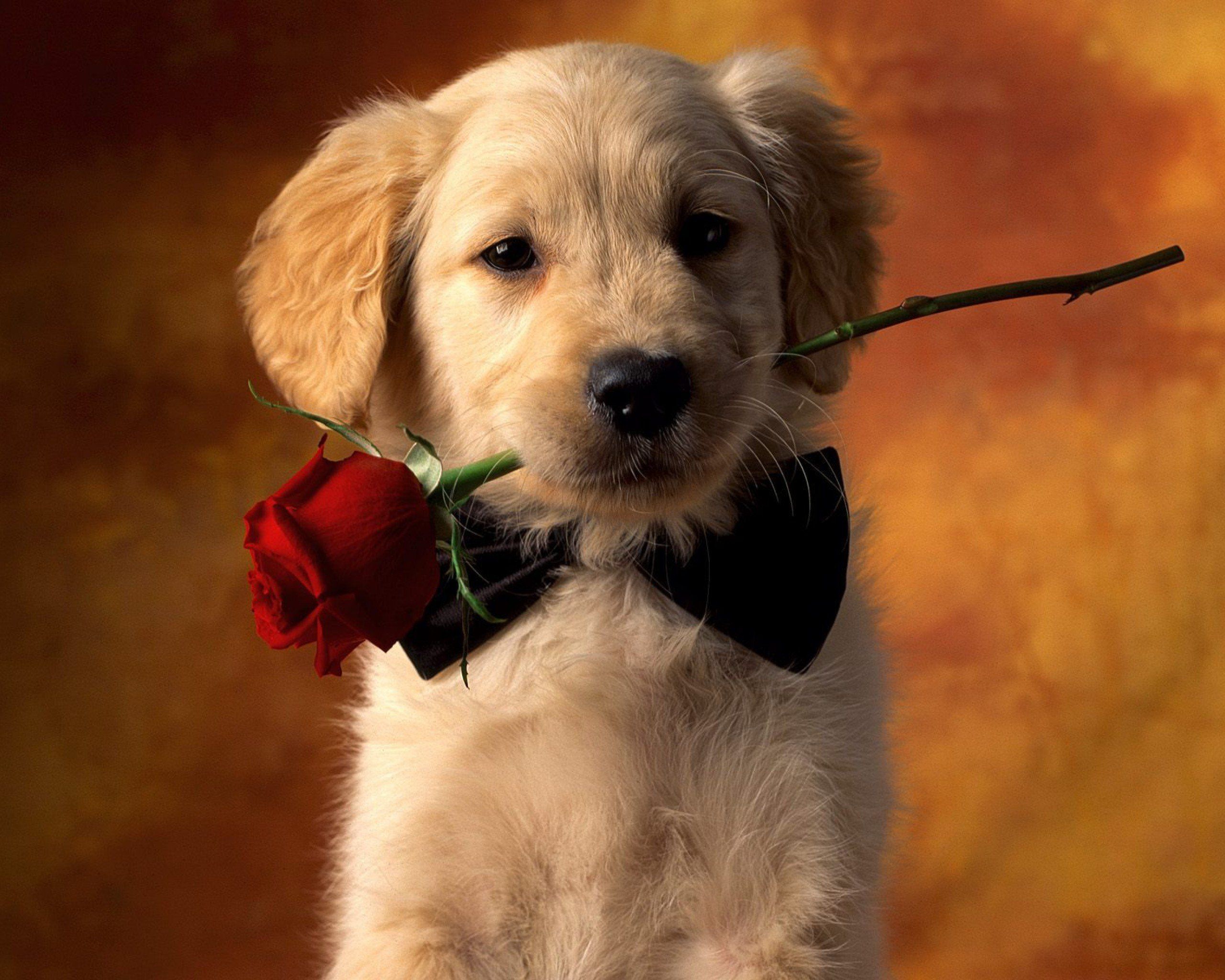 Golden-Retriever-Welpe, Rote Rose, Fliege, Romantisch, Niedlich, 2K-Hintergrundbild für PC