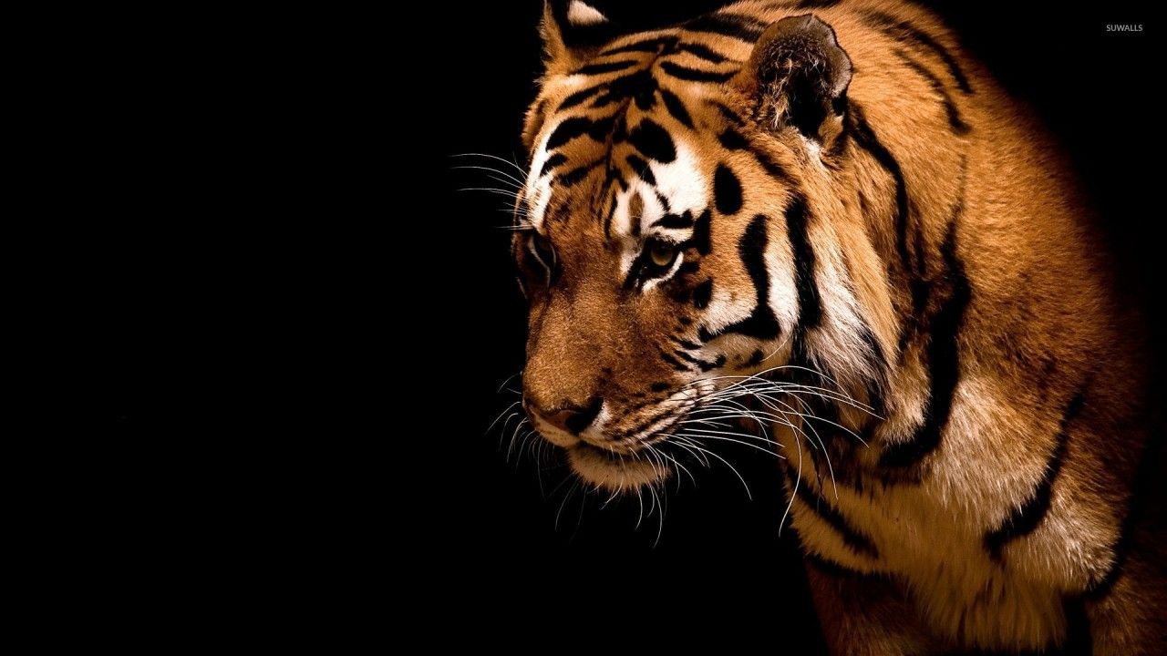 Tiger, Schwarzer Hintergrund, Raubkatze, Profil, Streifen, HD Wallpaper