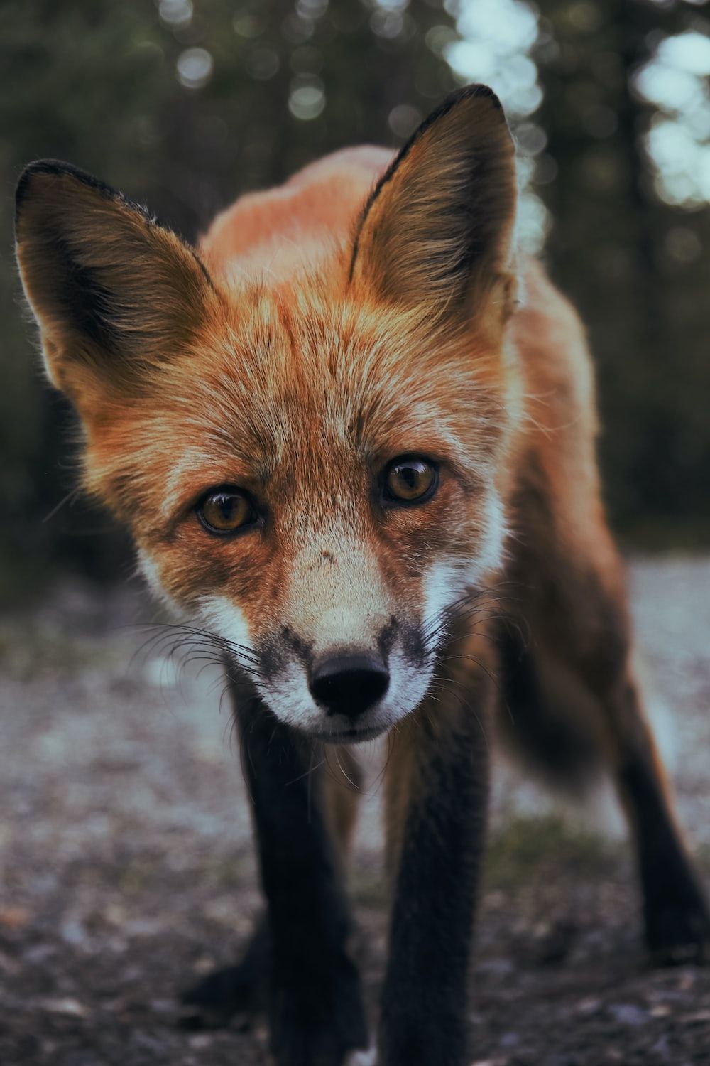 Rotfuchs, Frontalansicht, Wald, Wildtier, Fell, HD, Sperrbildschirm fürs iPhone
