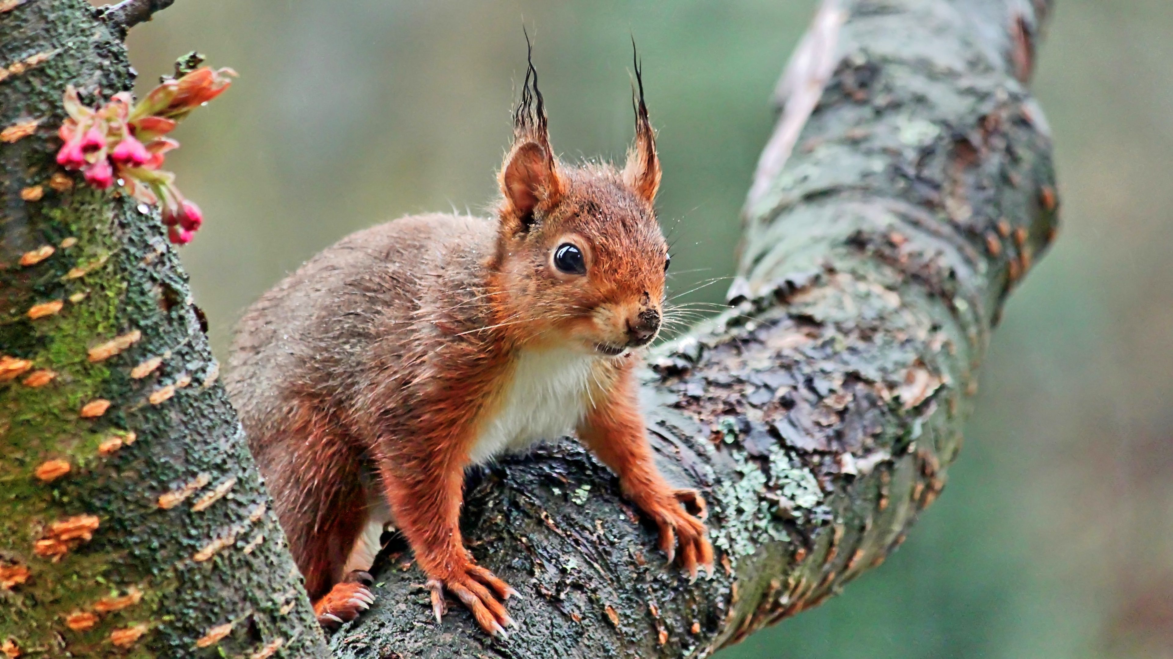 Eichhörnchen, Baumstamm, Rotes Fell, Natur, Wildtier, 4K, Hintergrund für den Desktop