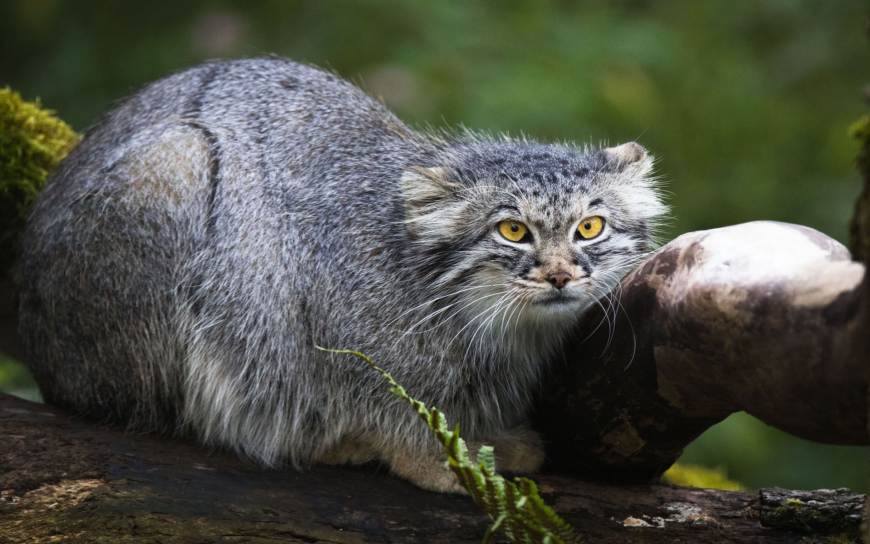 Manul, Pallaskatze, Wildkatze, Baumstamm, Grüner Hintergrund, 2K Wallpaper