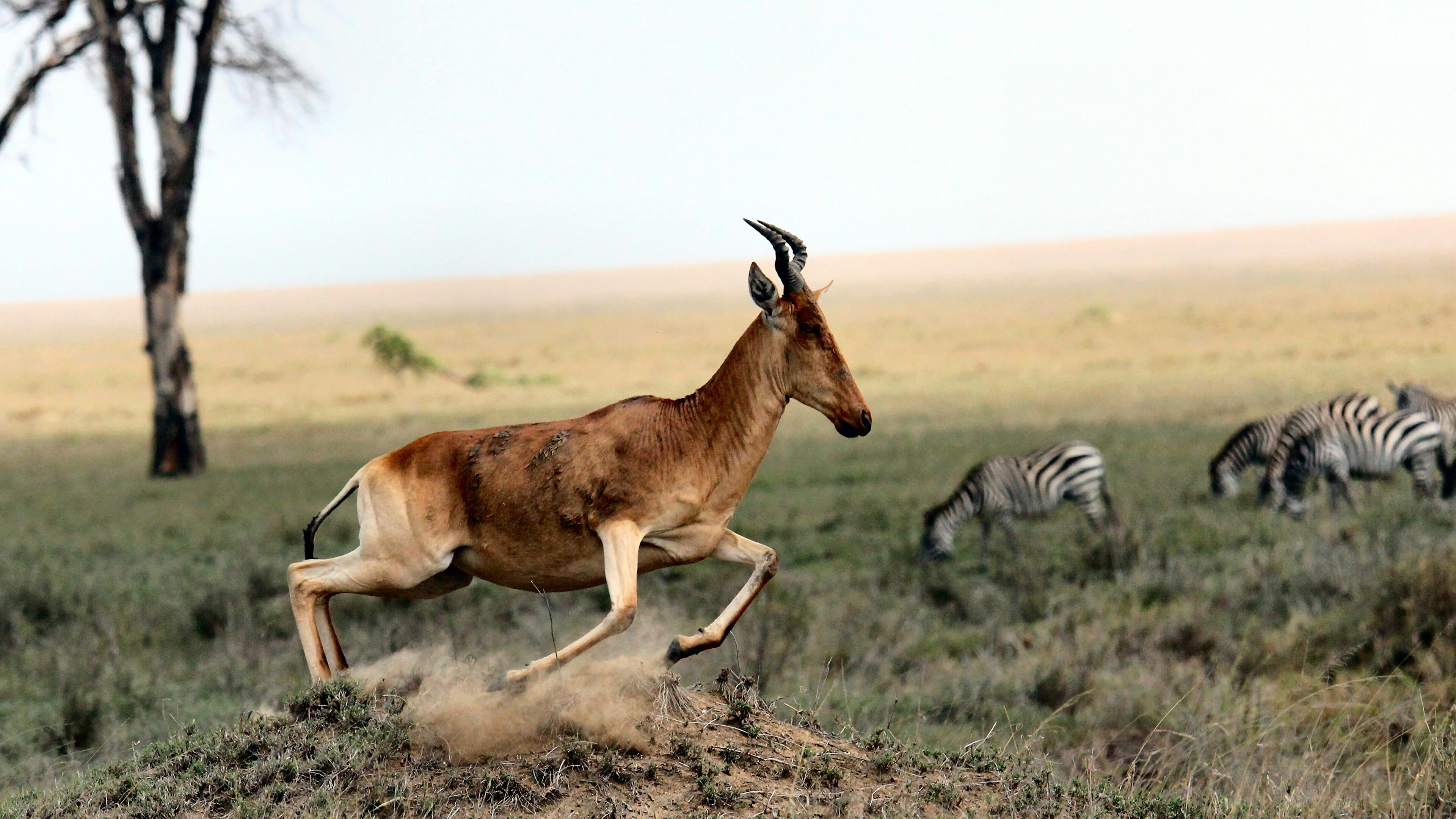 Kuhantilope, Zebras, Savanne, Afrika, Sprung, 16:9, 4K-Hintergrundbild für den Desktop