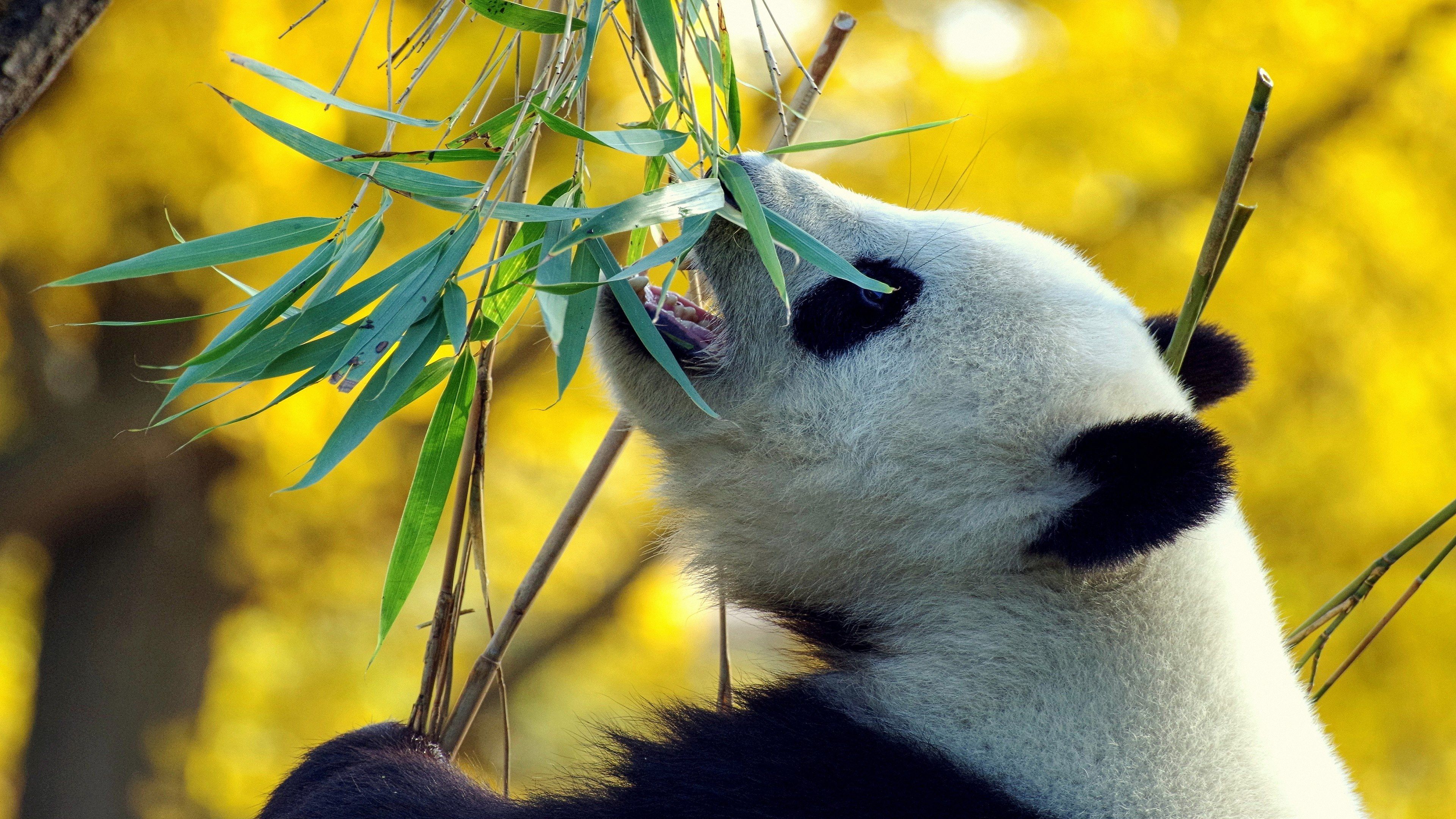 Pandabär, Bambus, Fressen, Gelber Hintergrund, Wildtier, 4K Wallpaper