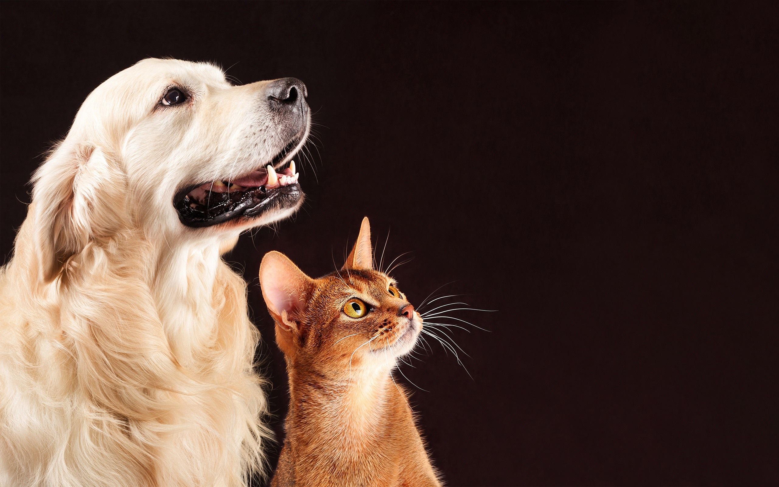 Golden Retriever, Katze, Freundschaft, Haustiere, Dunkler Hintergrund, 2K Wallpaper