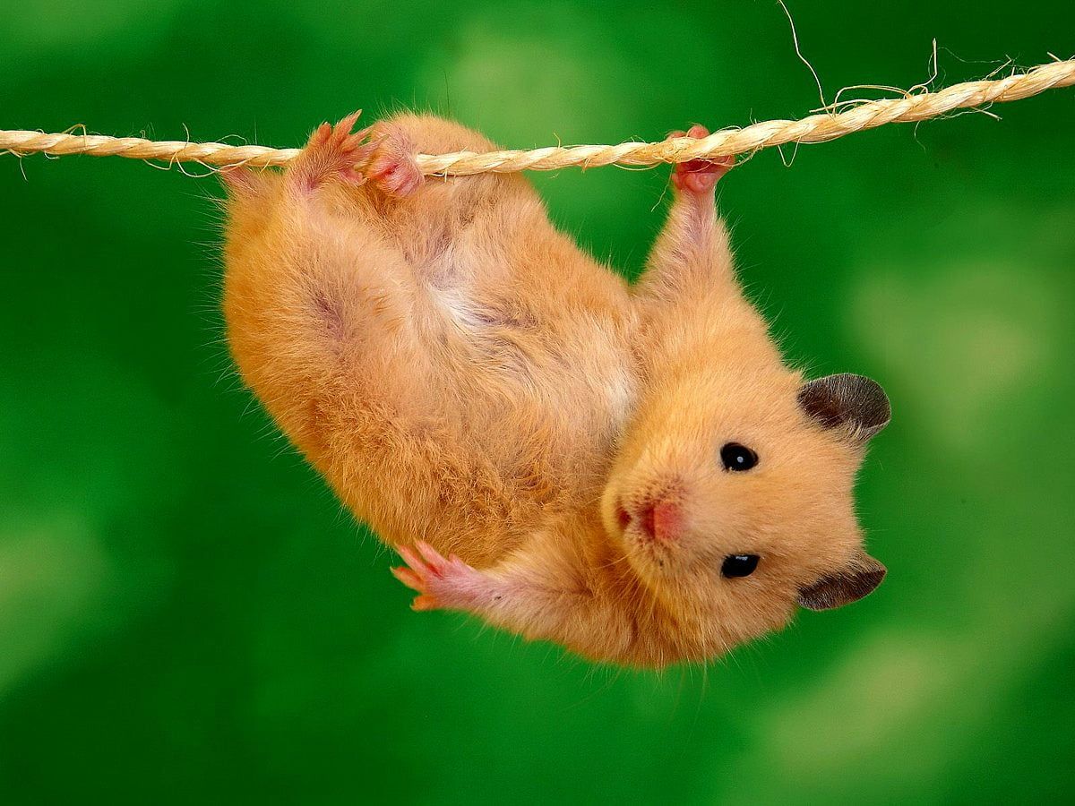 Hamster, Seil, Hängen, Lustig, Grüner Hintergrund, Wallpaper
