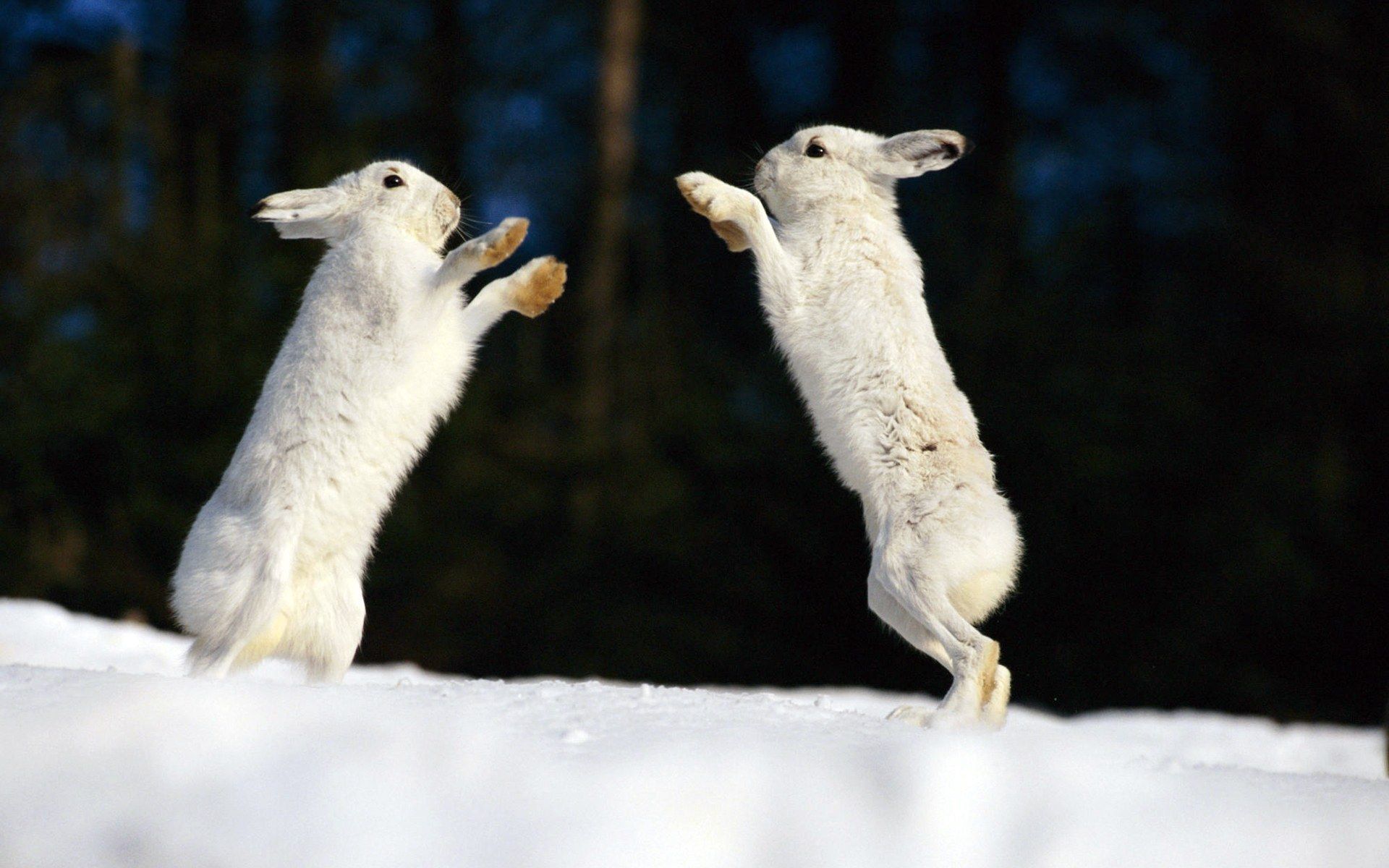 Schneehasen, Kampf, Schnee, Winter, Weißes Fell, Full HD, Desktop-Hintergrund für Windows